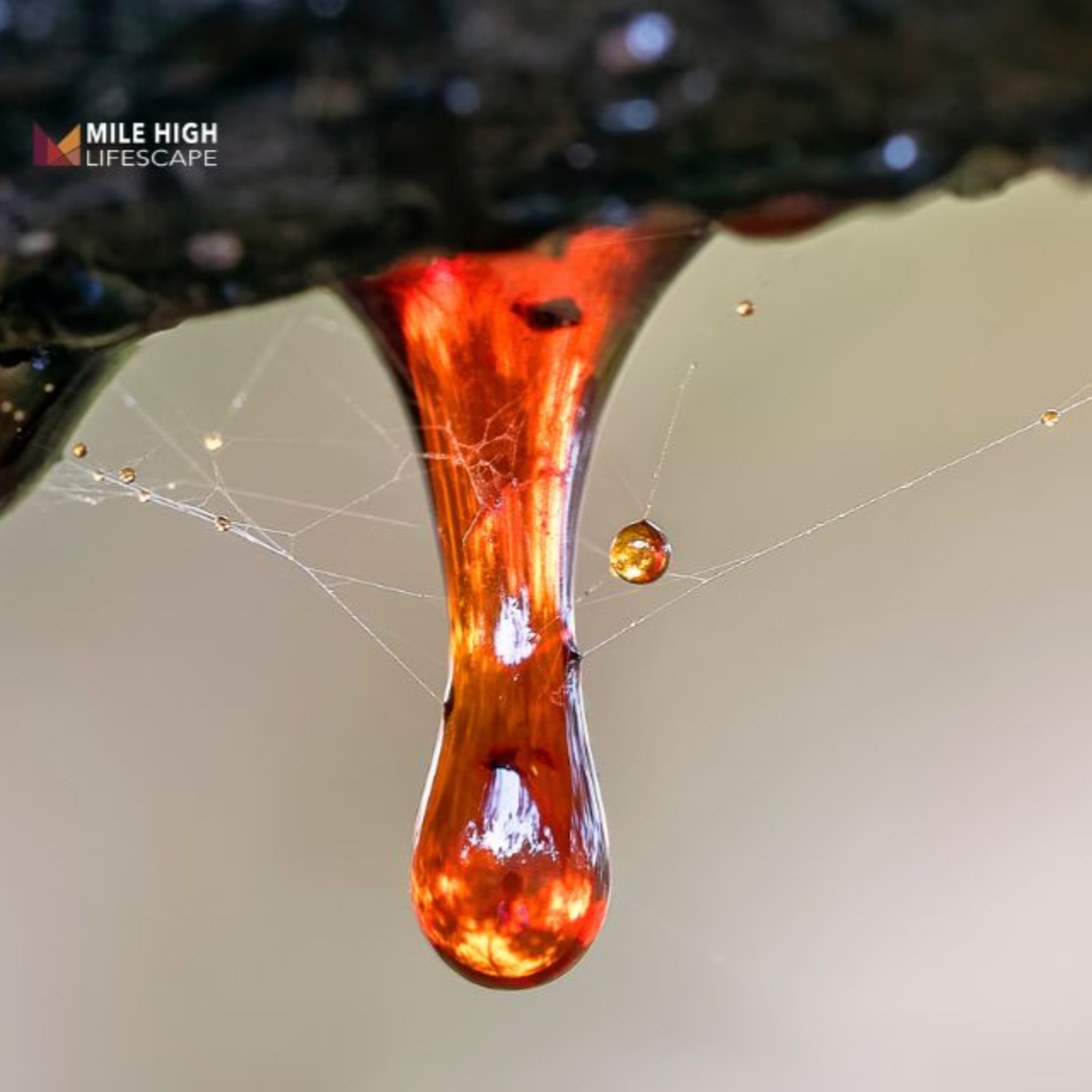 How to Remove Tree Sap from Skin, Clothes, Tools, and More episode artwork