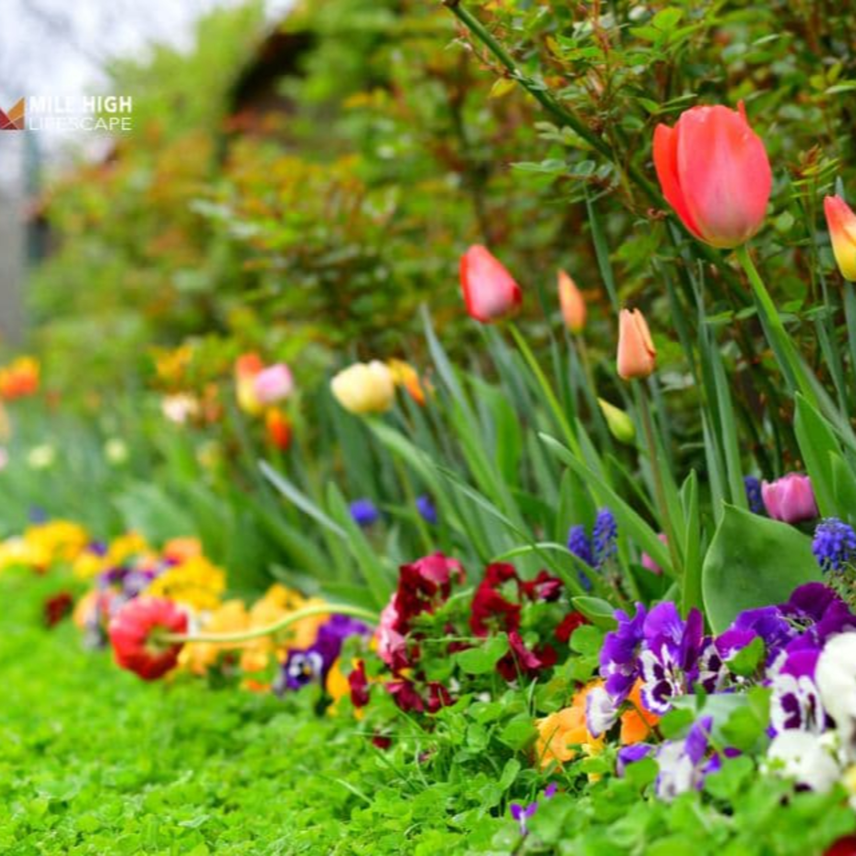 Landscape Ideas for Front of House: 25 Designs for Instant Curb Appeal episode artwork