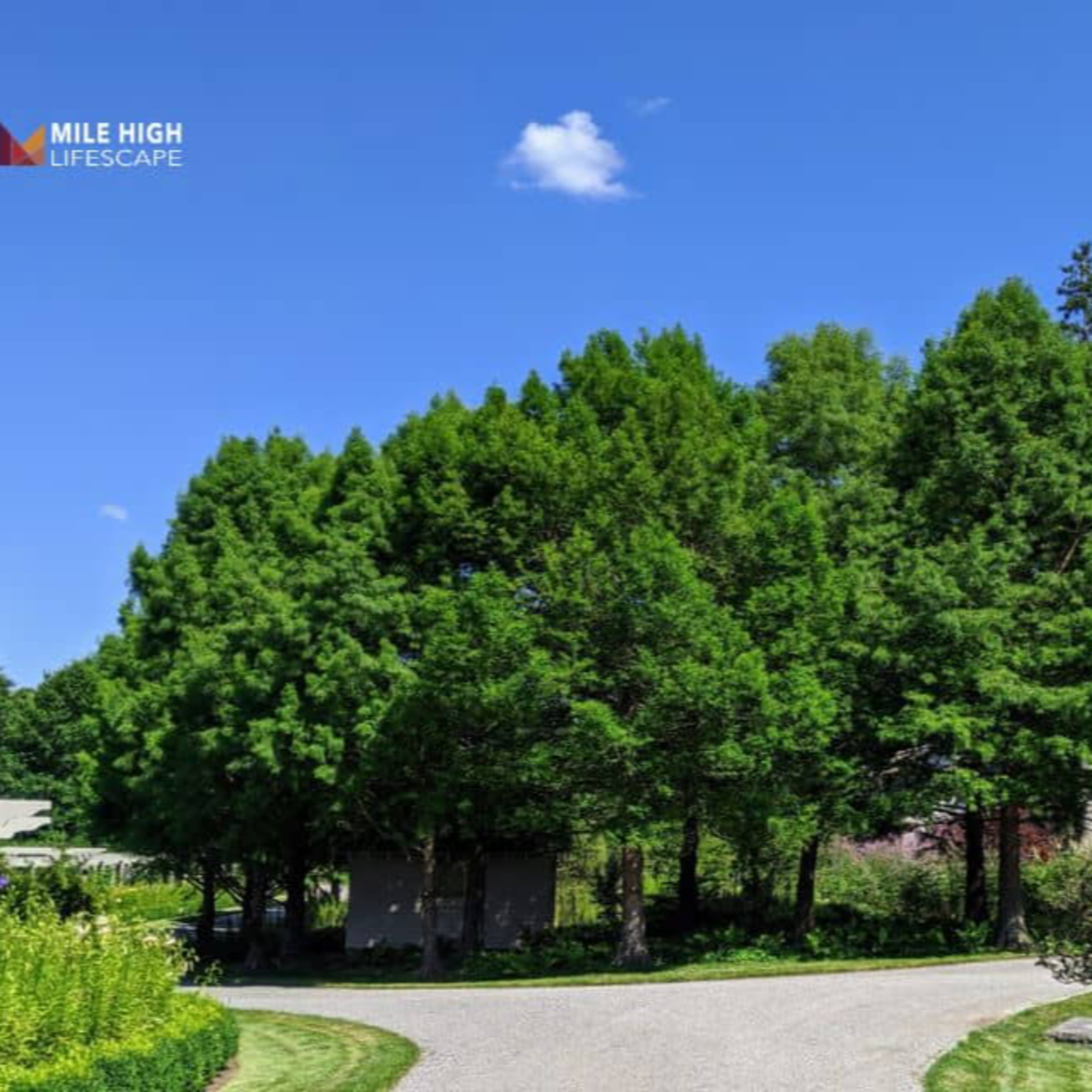 How to Trim Cypress Trees Without Damaging Them episode artwork