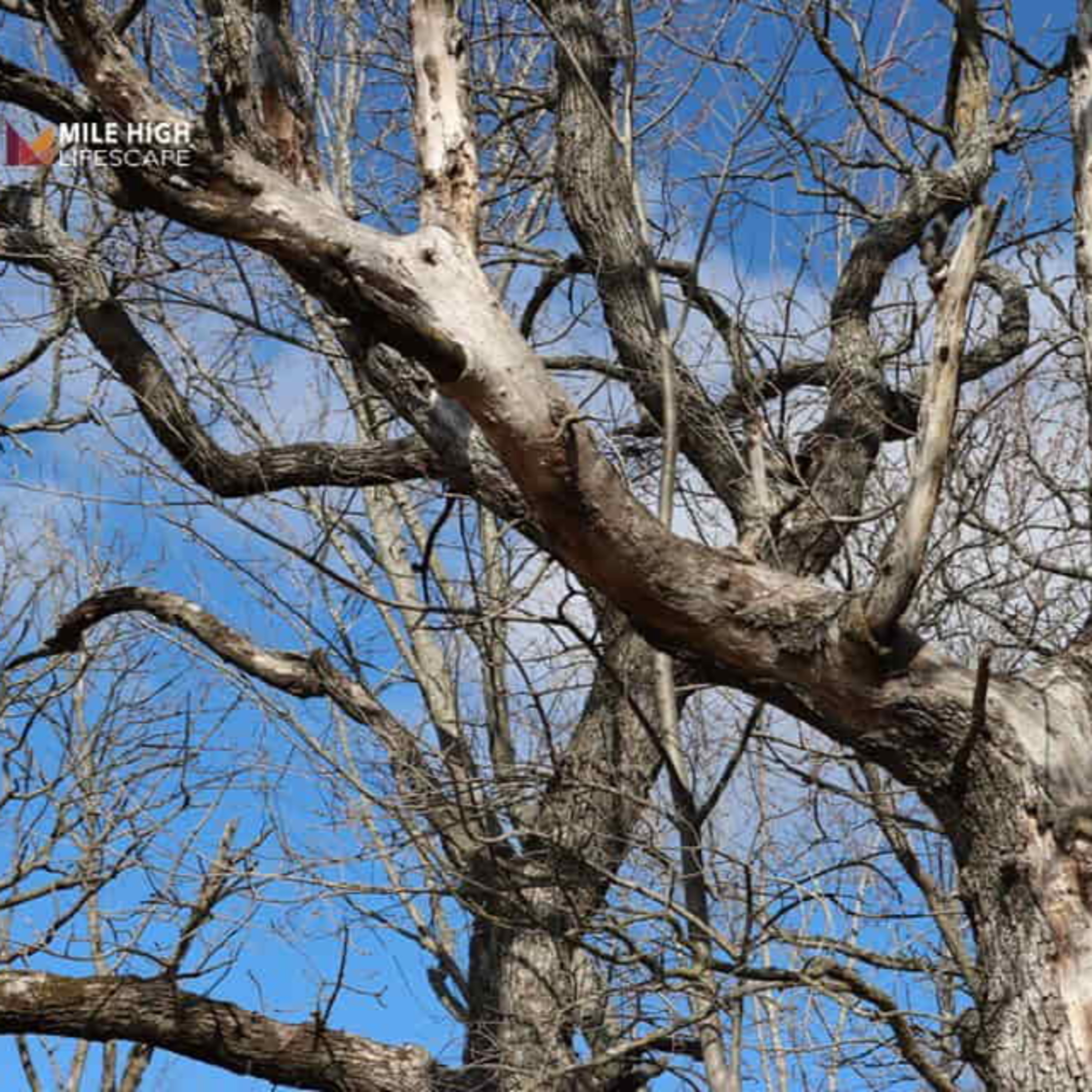 Deadwood Tree: Why Deadwooding Is Key to Healthier, Safer Trees episode artwork