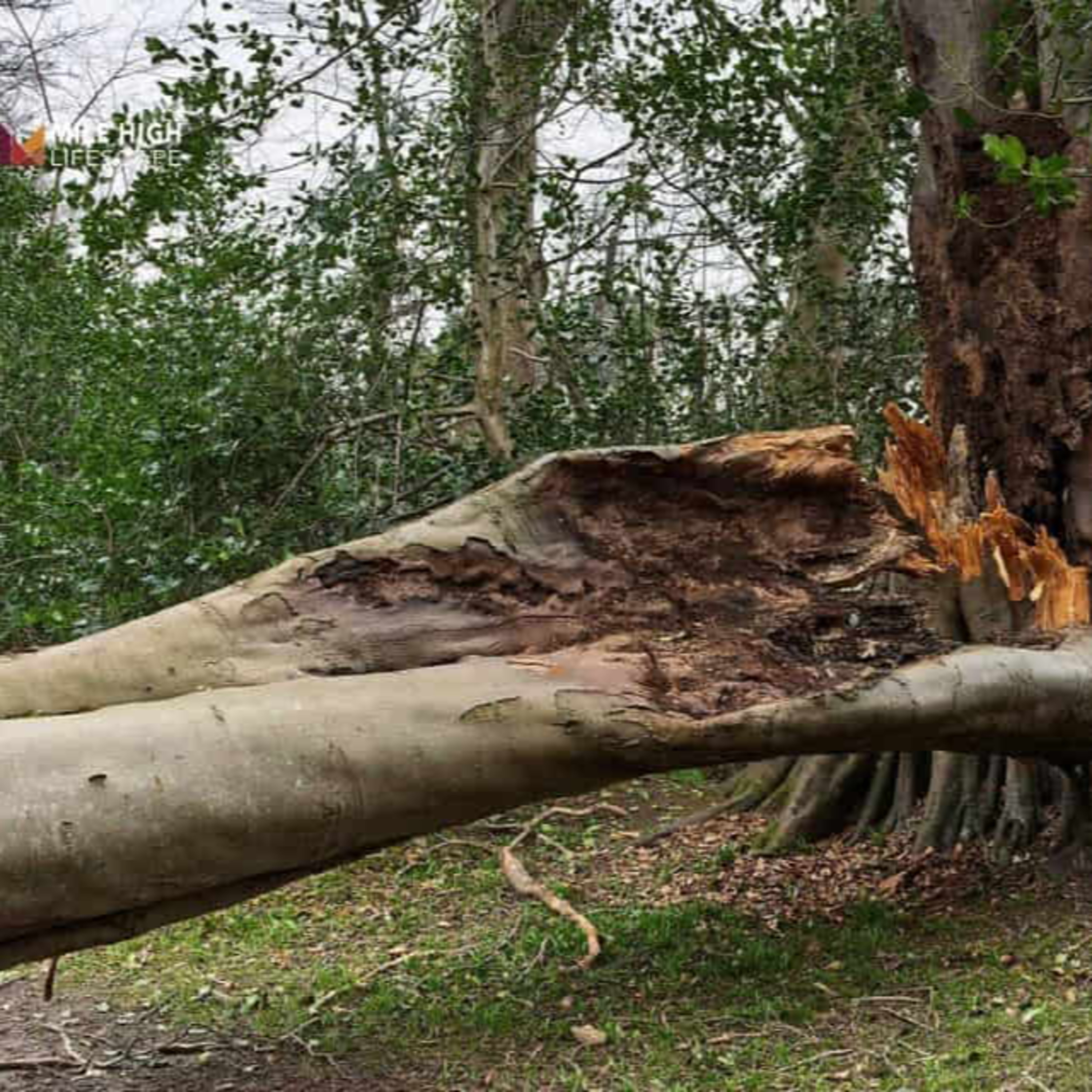Rotten Tree Warning Signs You Should Never Ignore episode artwork