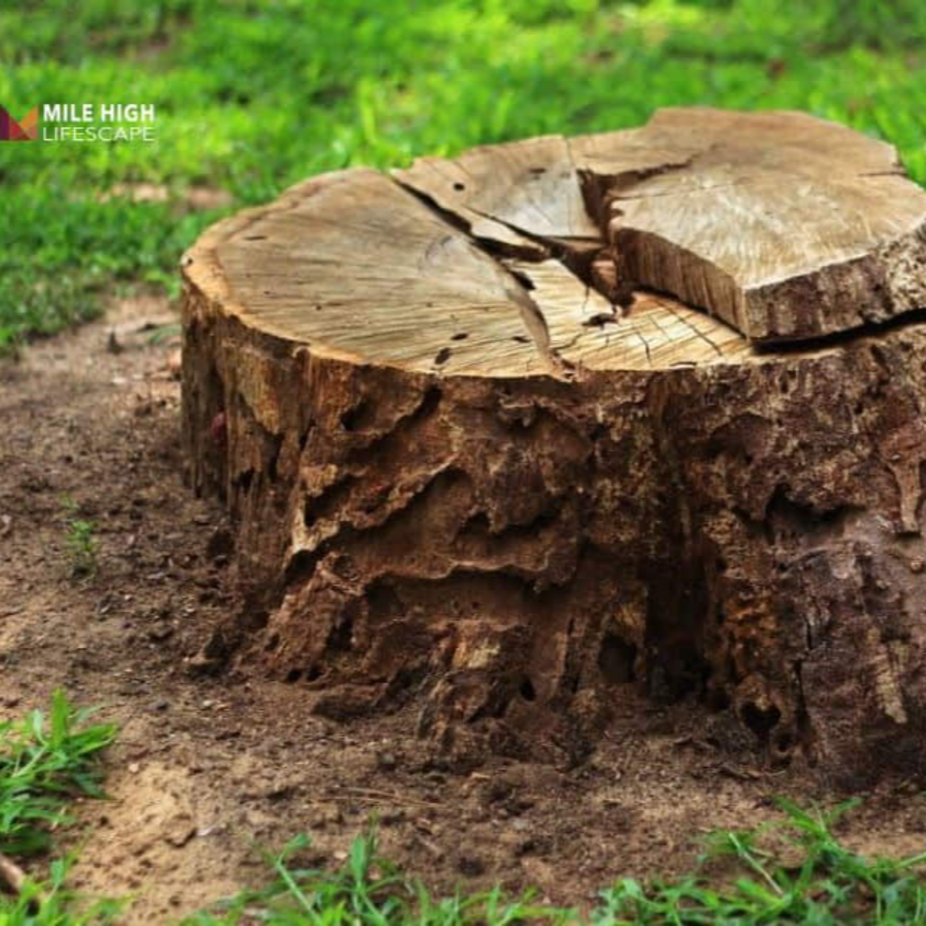 Will a Tree Stump Regrow? What You Need to Know episode artwork