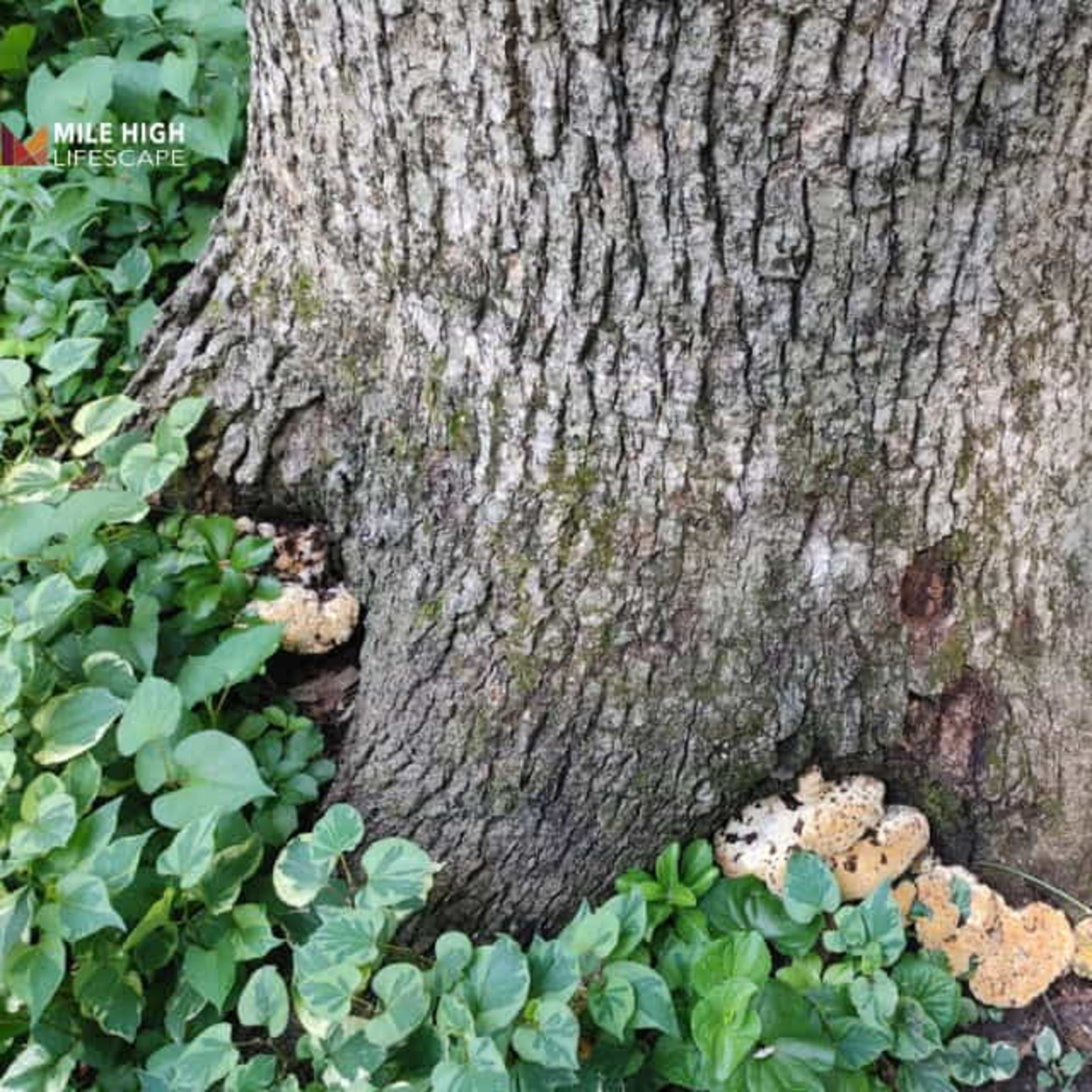 Oak Tree Diseases: Symptoms, Causes, and What to Do episode artwork