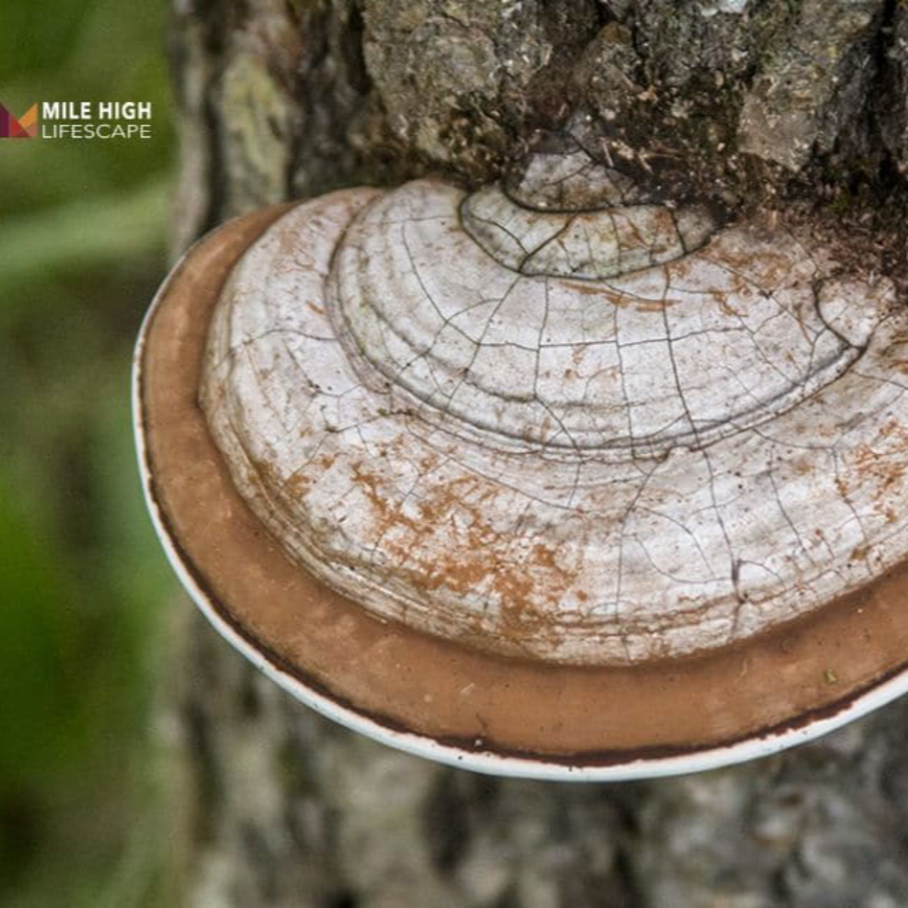 Common Pine Tree Pests and How to Stop Them episode artwork