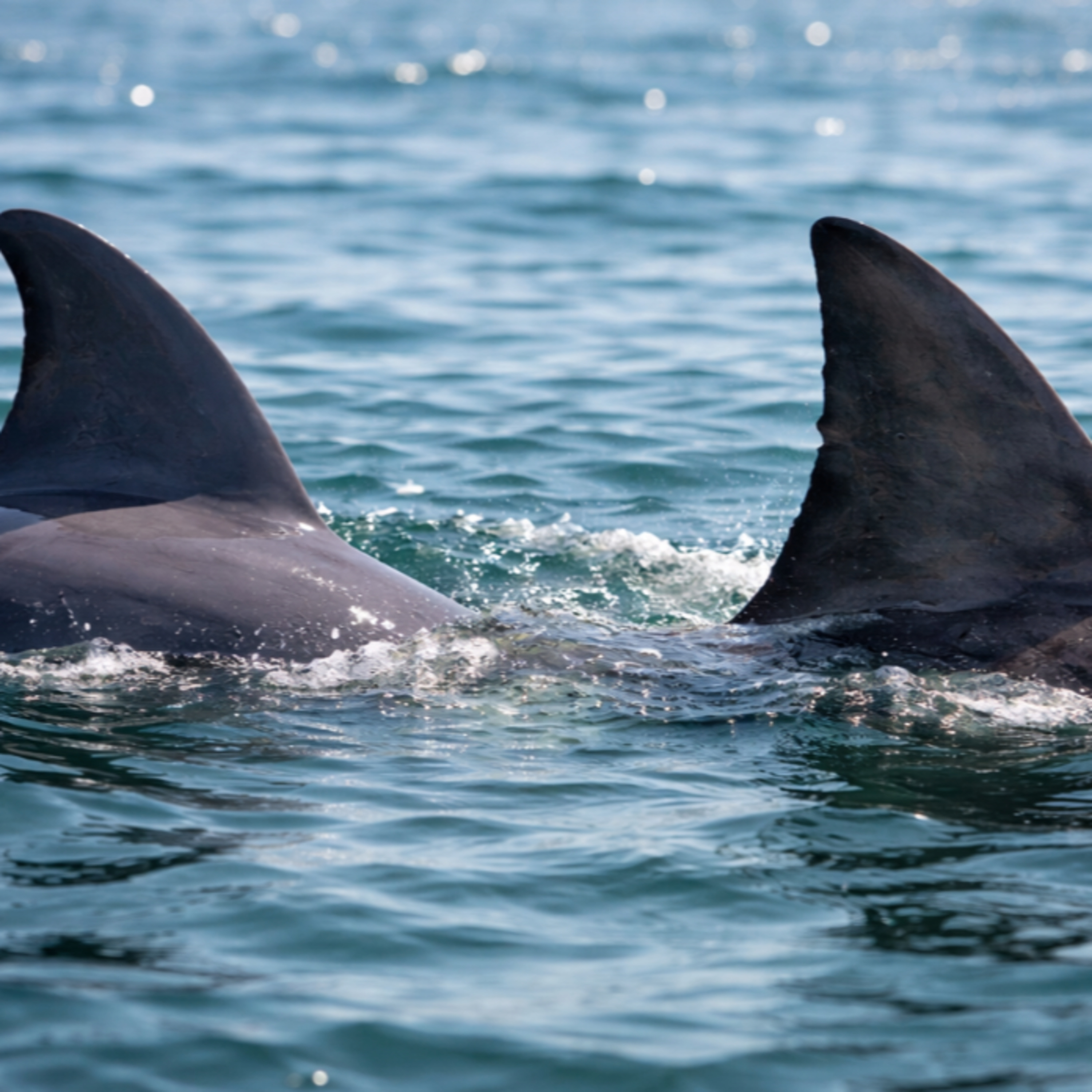 283. Necrotizing Fasciitis vs Cellulitis: Subtle Clues You Can’t Miss in the ED