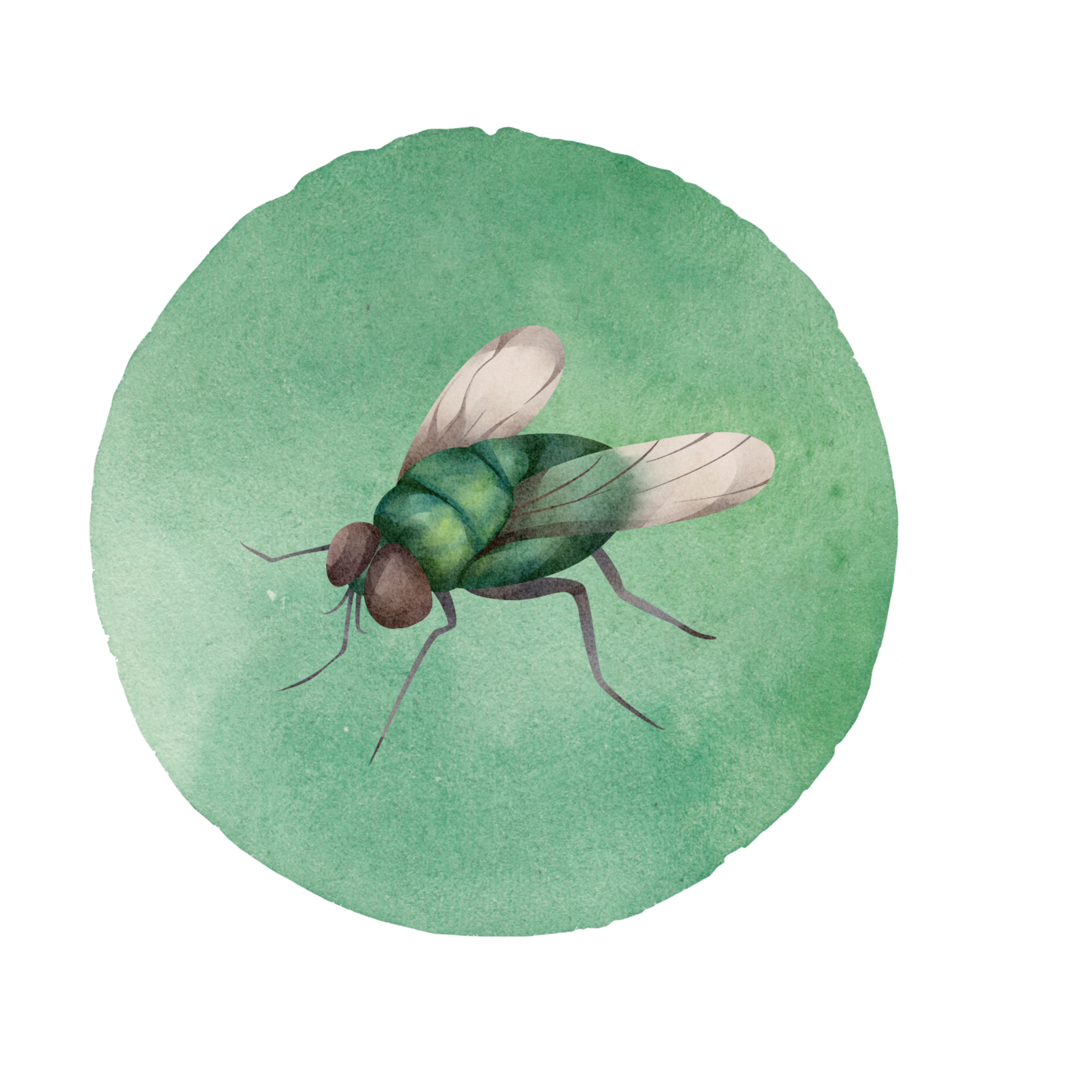 Die Fliege im Gras episode artwork