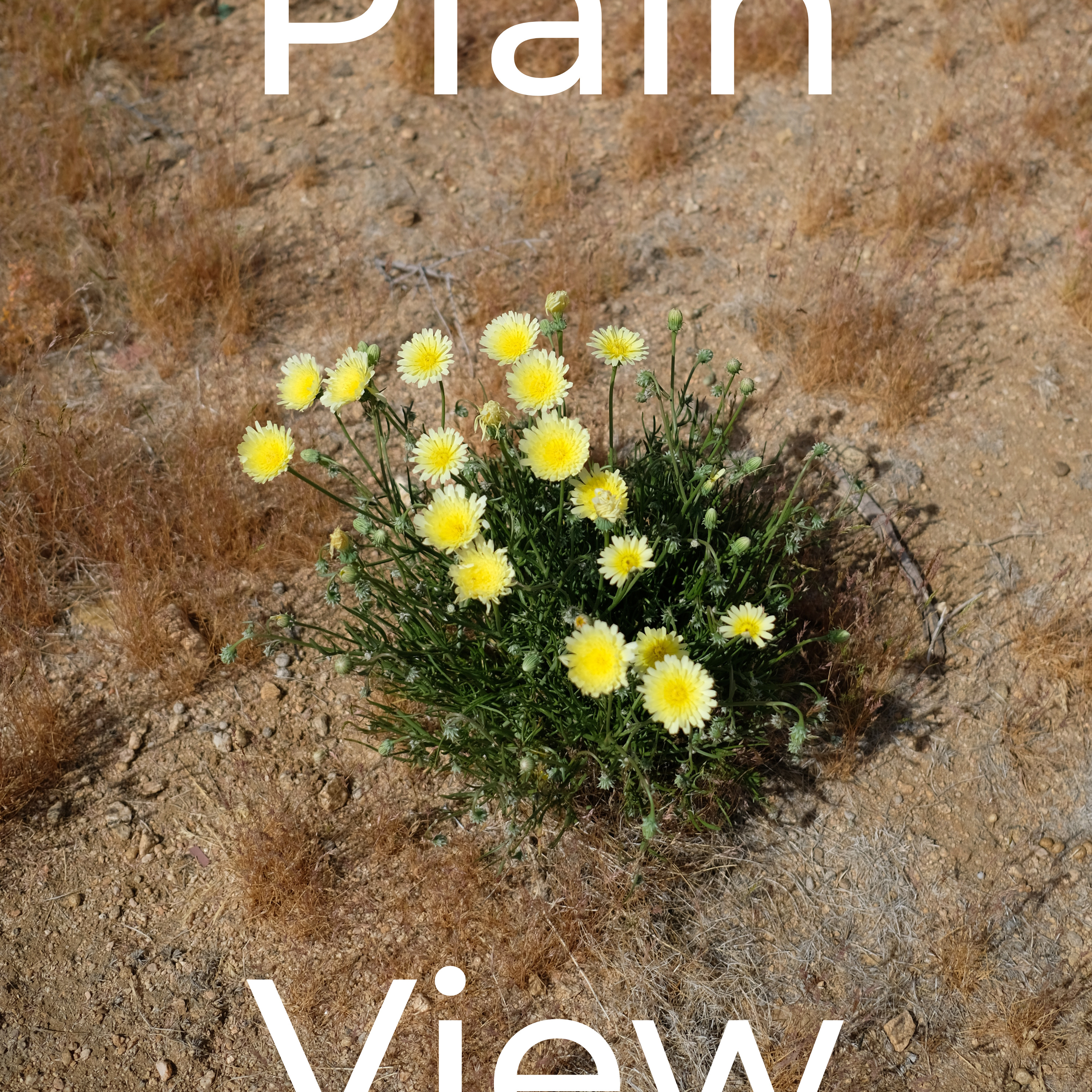 Plain View