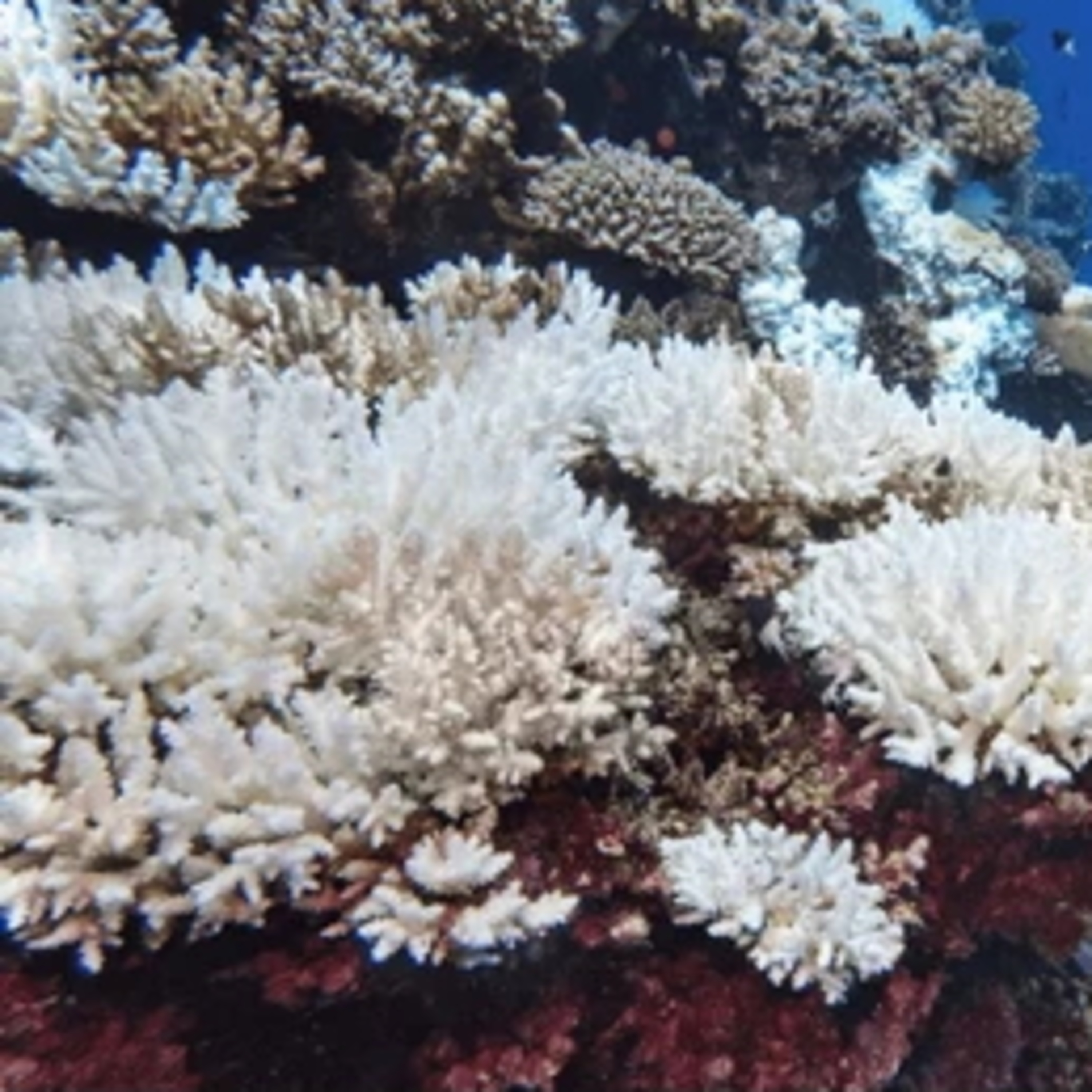 科学の最新記事論文解説「サーチライト」