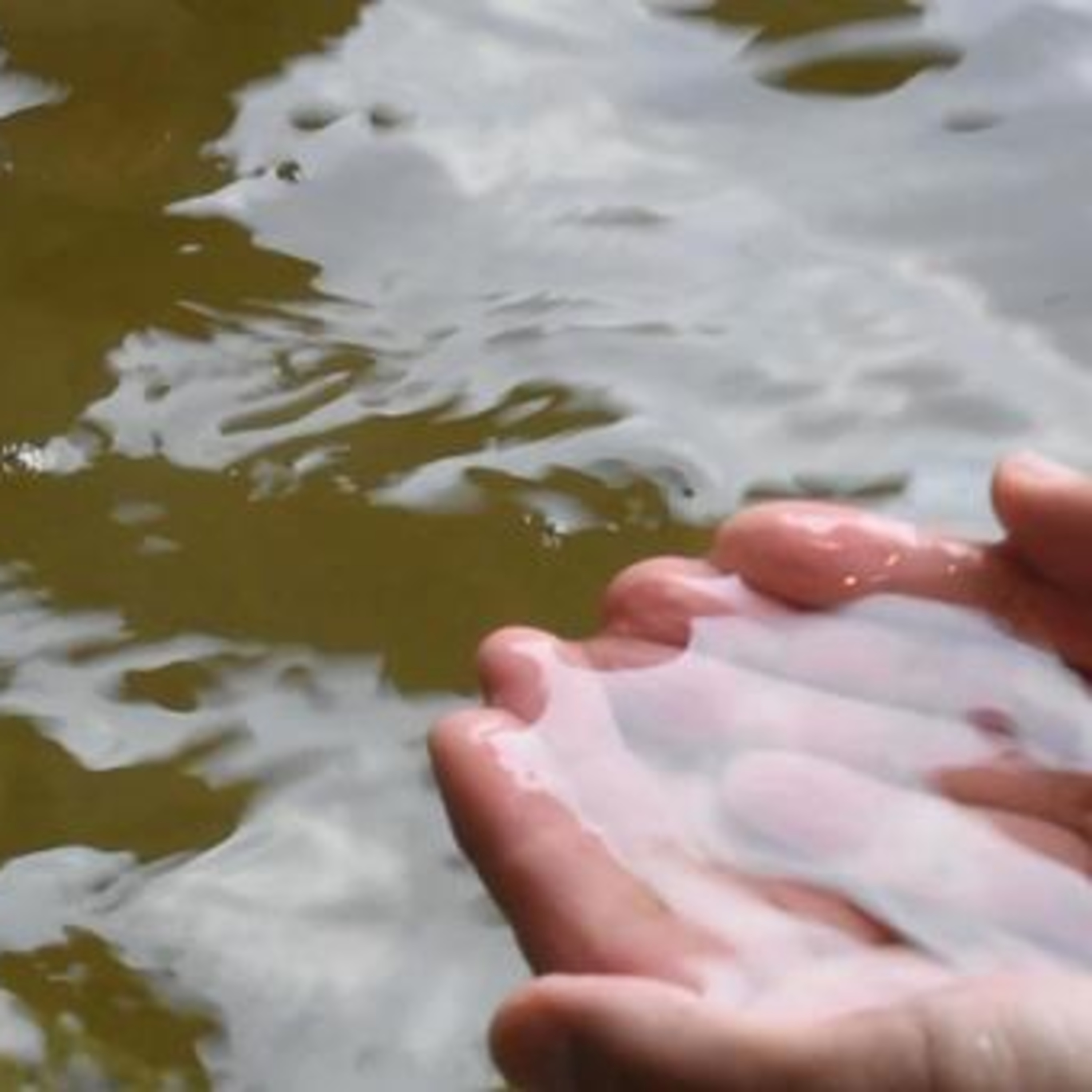 科学のニュース 最新記事論文解説「サーチライト」