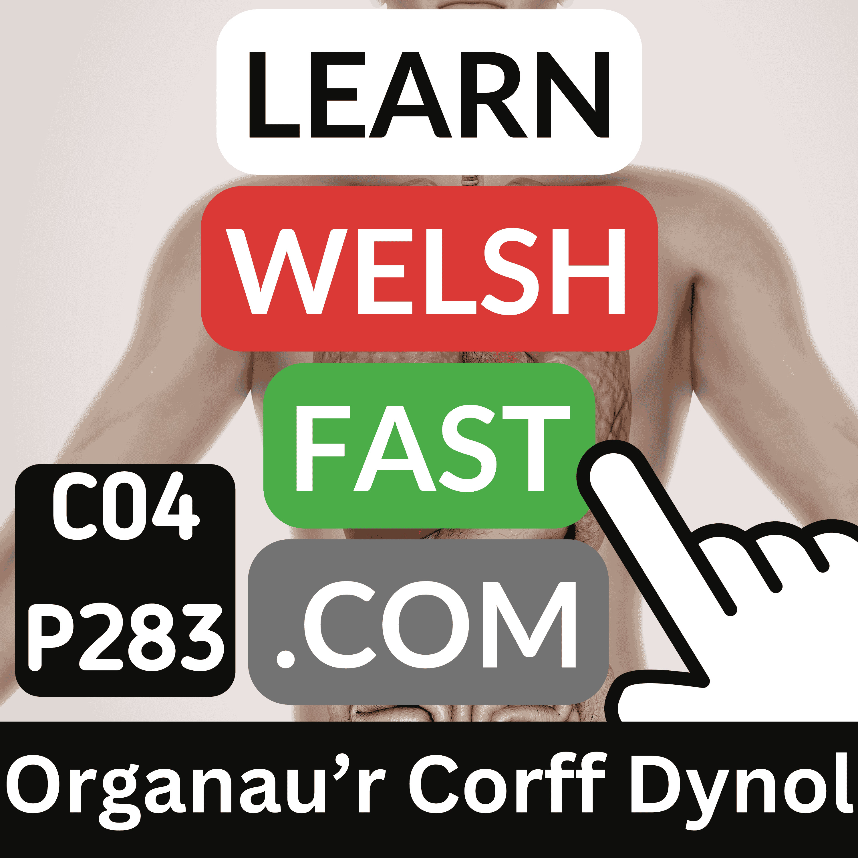 Learn Welsh Vocabulary: Organau’r Corff Dynol | Welsh Organs Of The Human Body Words & Phrases (Ep 283)