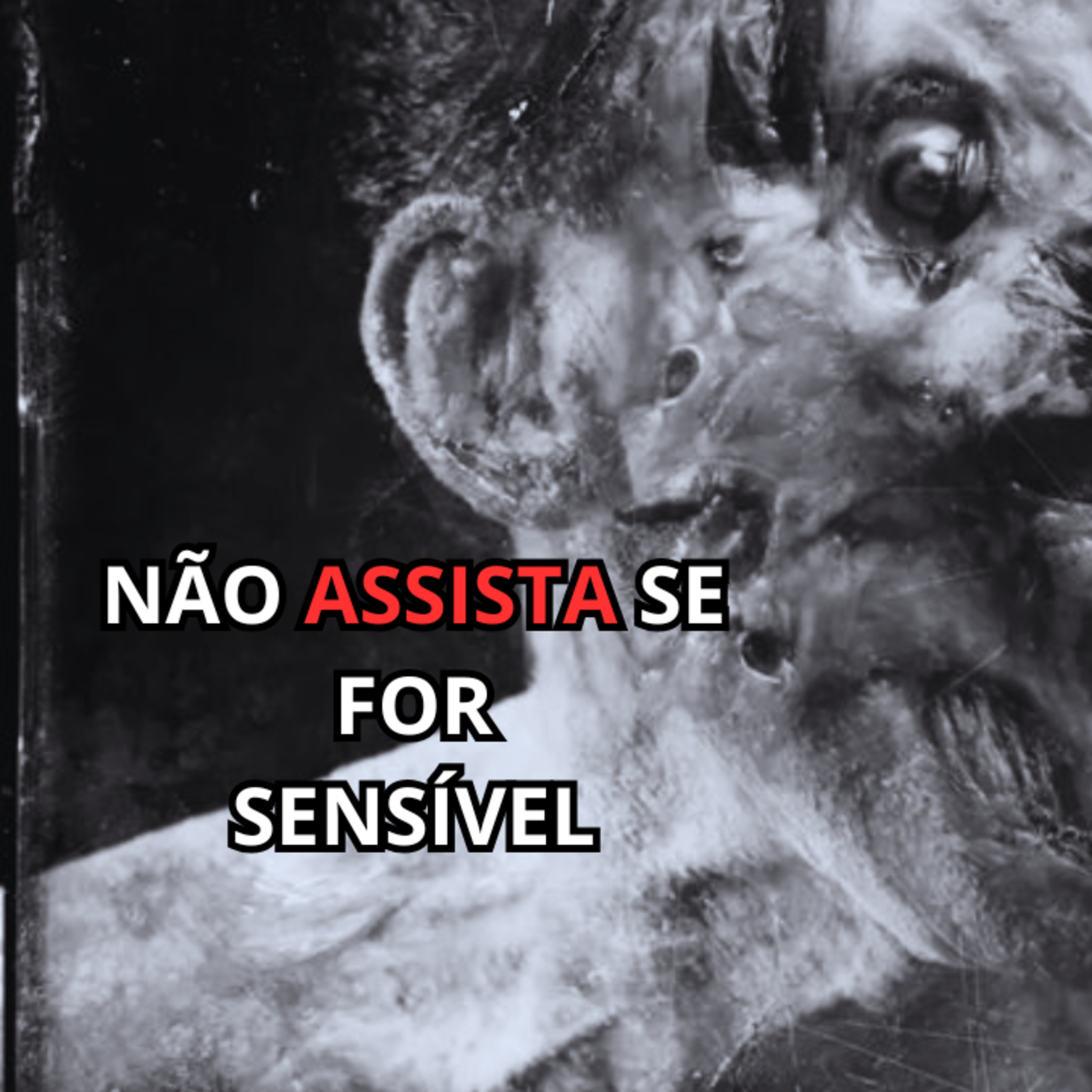 Eu encontrei um lugar onde HOMENS querem SER PORCOS
