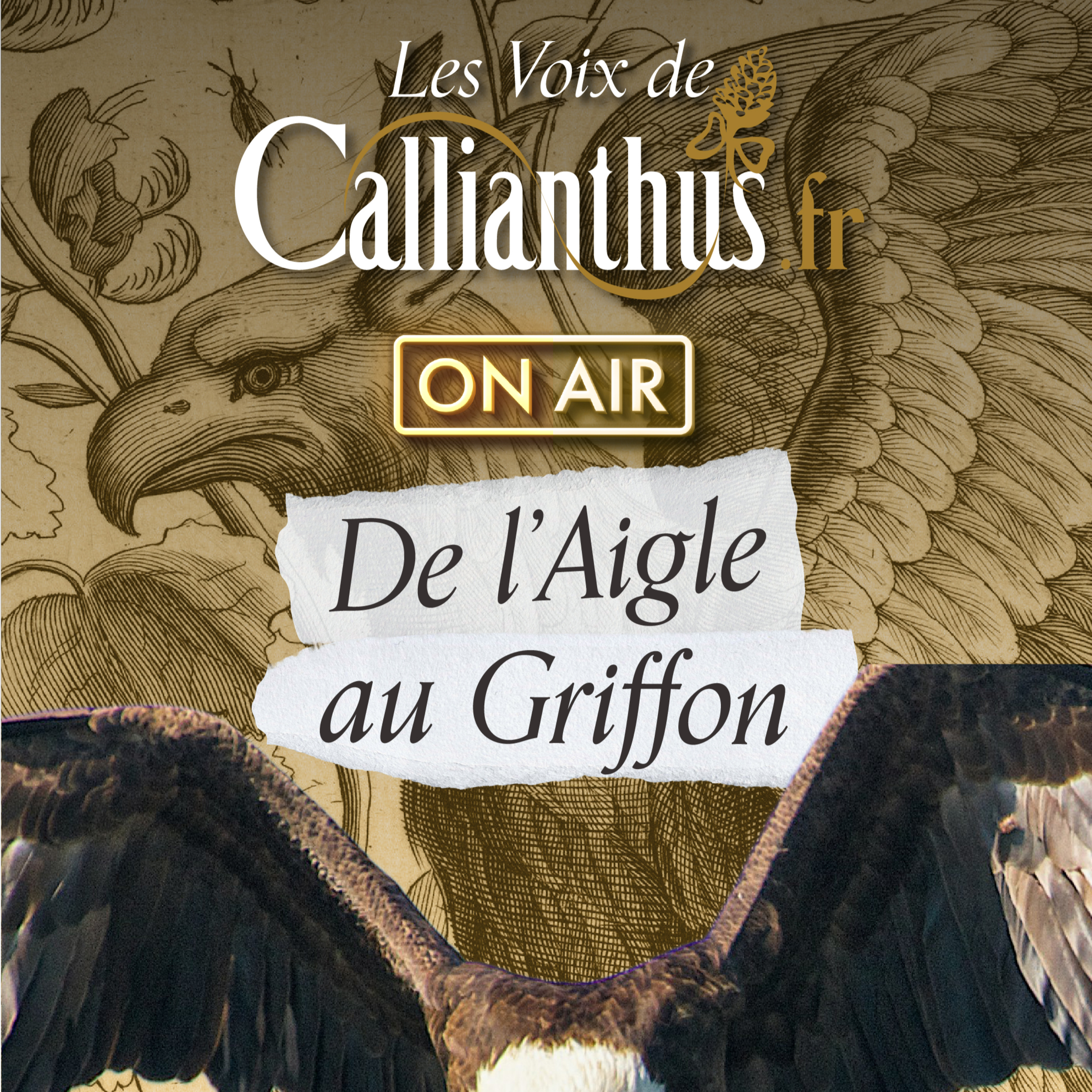 Les voix de Callianthus