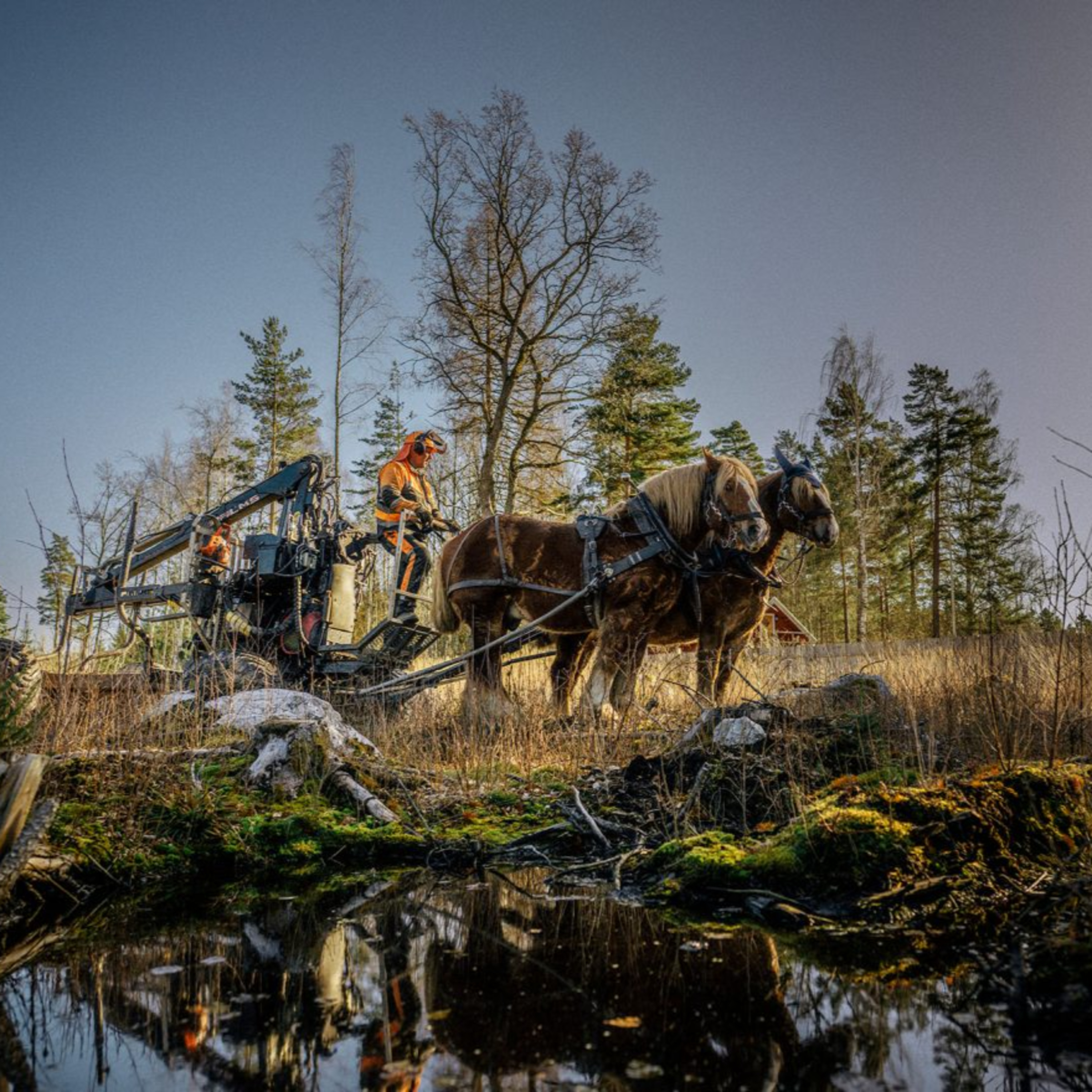 Ett riktigt hästjobb i skogen episode artwork
