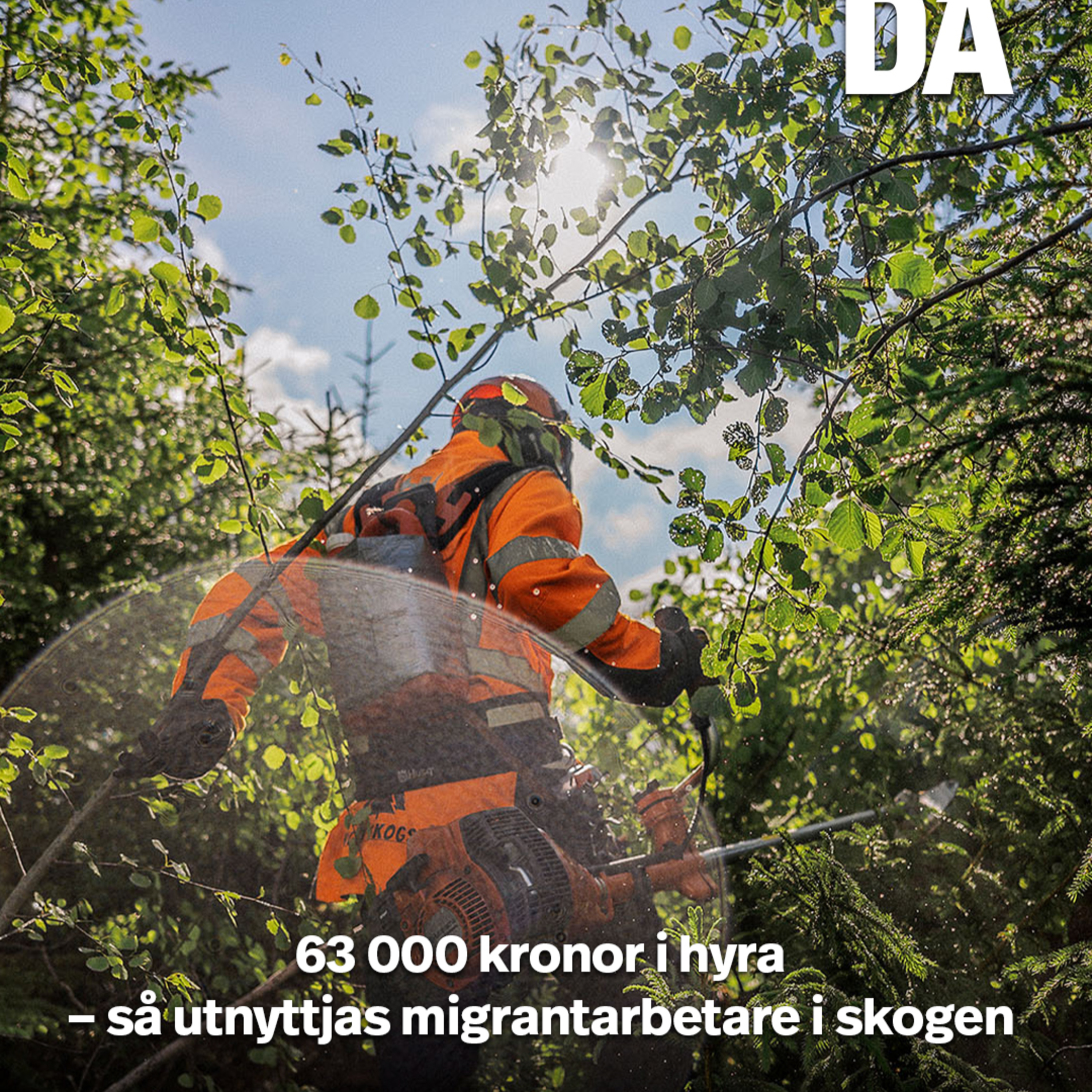 63 000 kronor i hyra – så utnyttjas migrant­arbetare i skogen episode artwork