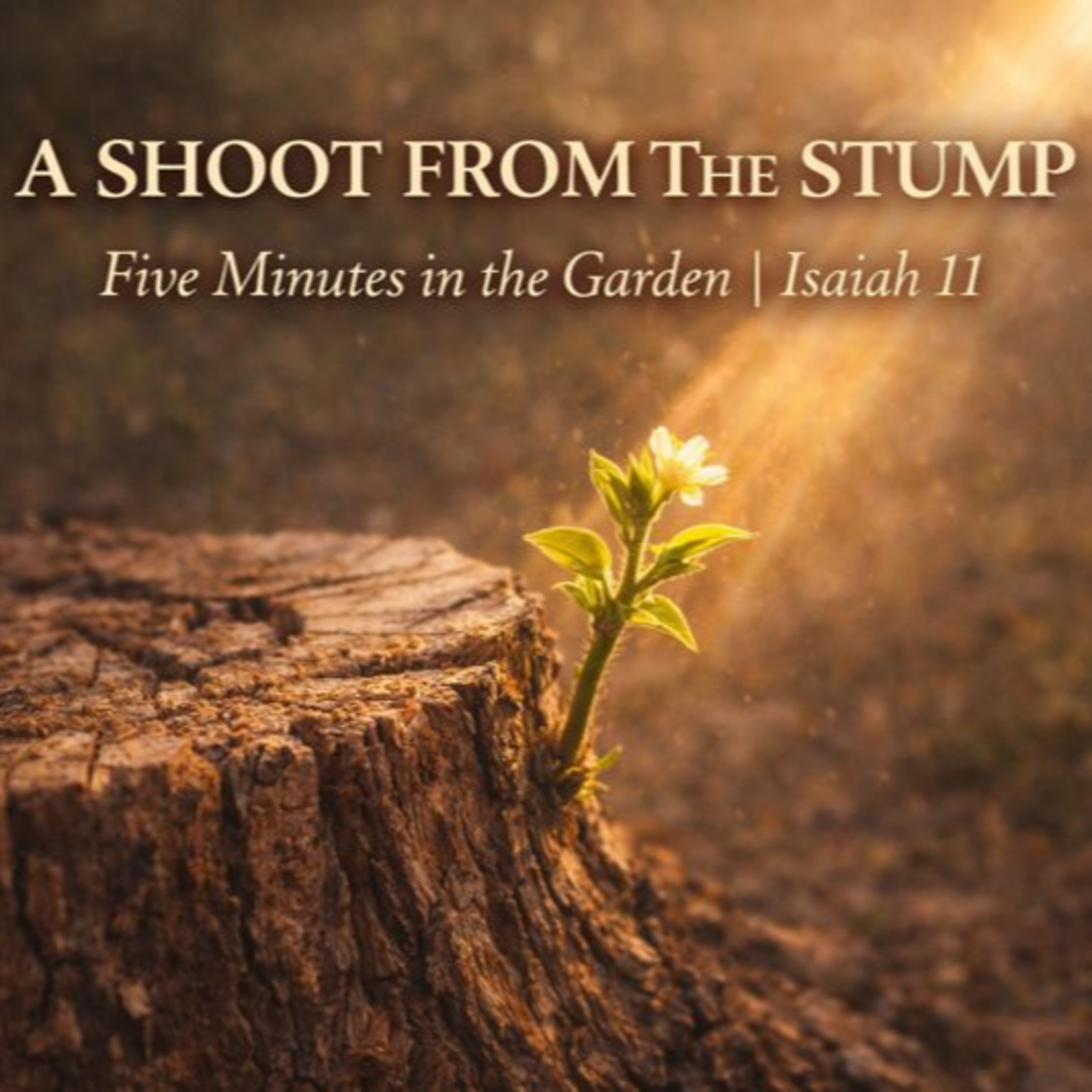 Episode 14 - A Shoot from the Stump episode artwork