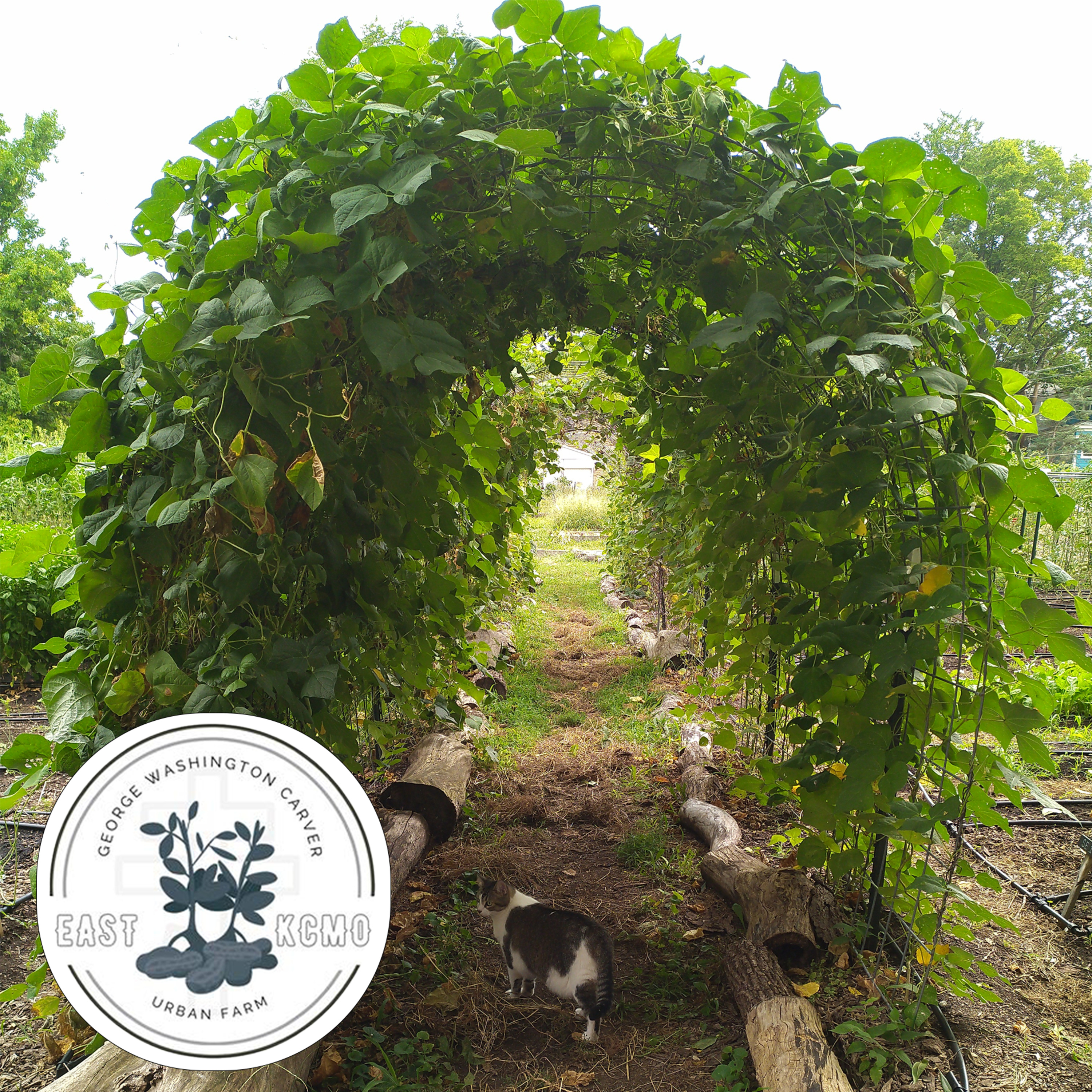 George Washington Carver Farm- Cultivating Relationships to Nourish a Community episode artwork