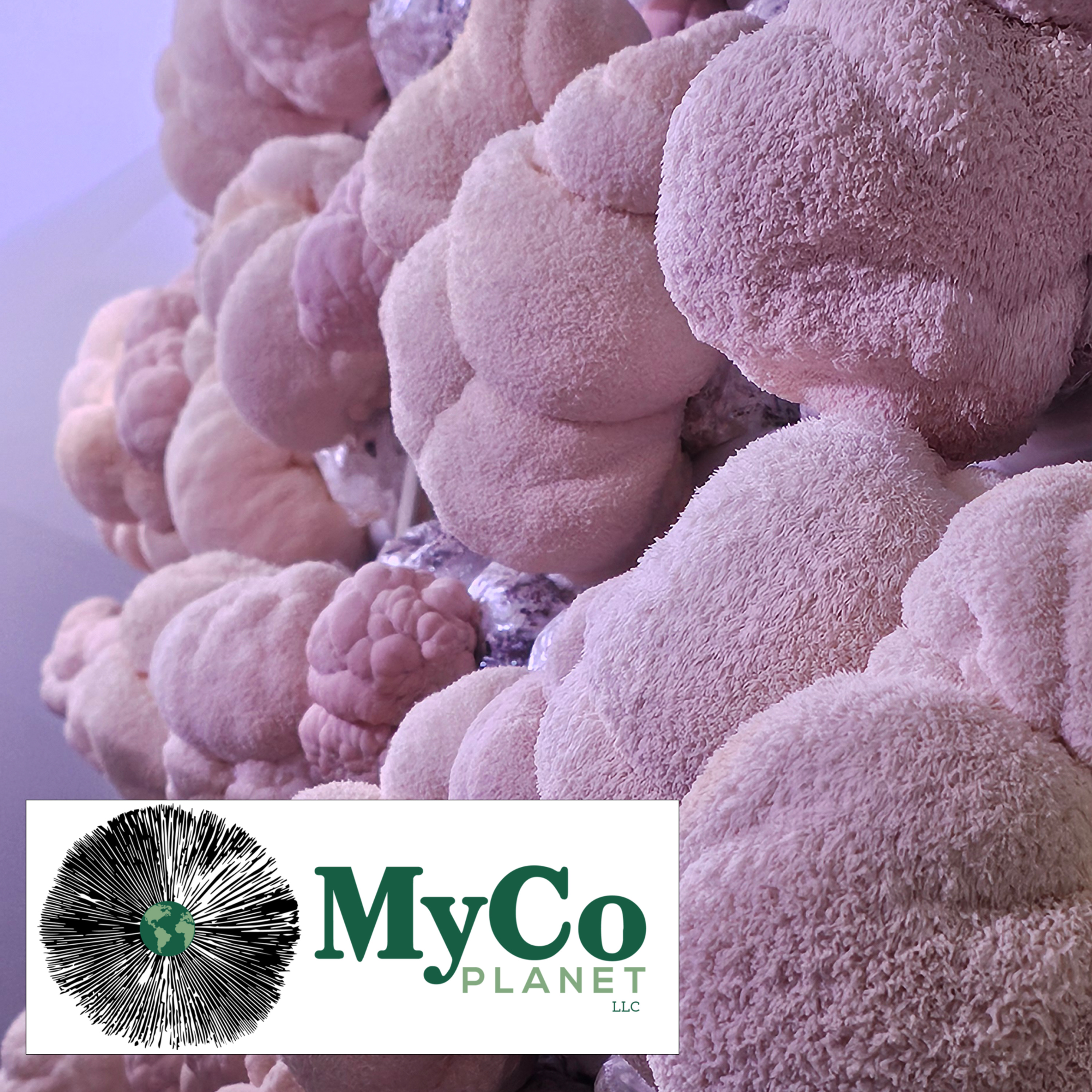 MyCo Planet: Cultivating Mushrooms For KC and Beyond episode artwork