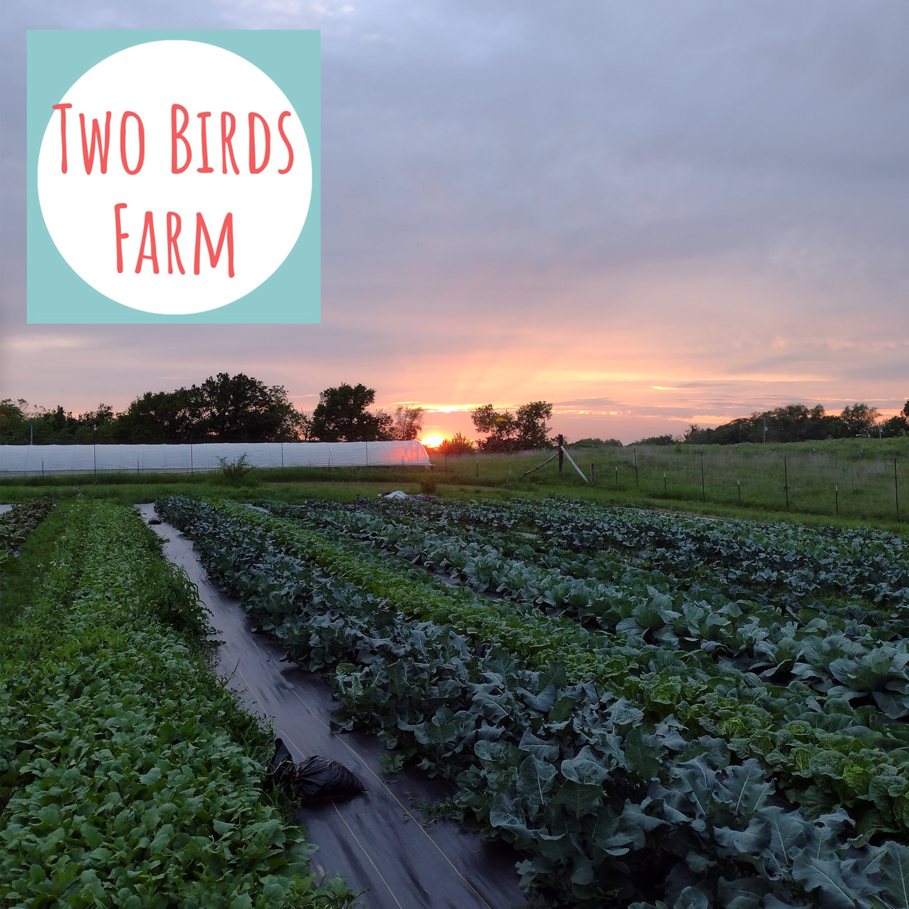 Two Birds Farm: Cultivating an Urban Farm Oasis episode artwork