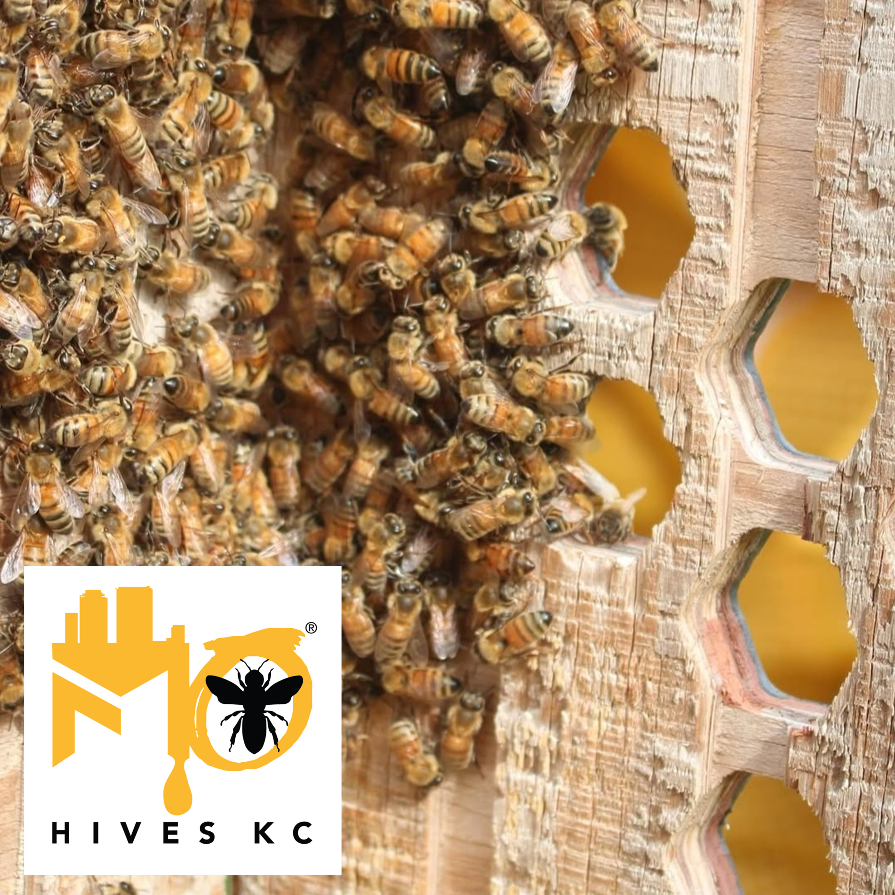 MO Hives: Cultivating a Lasting Interest in Urban Agriculture episode artwork