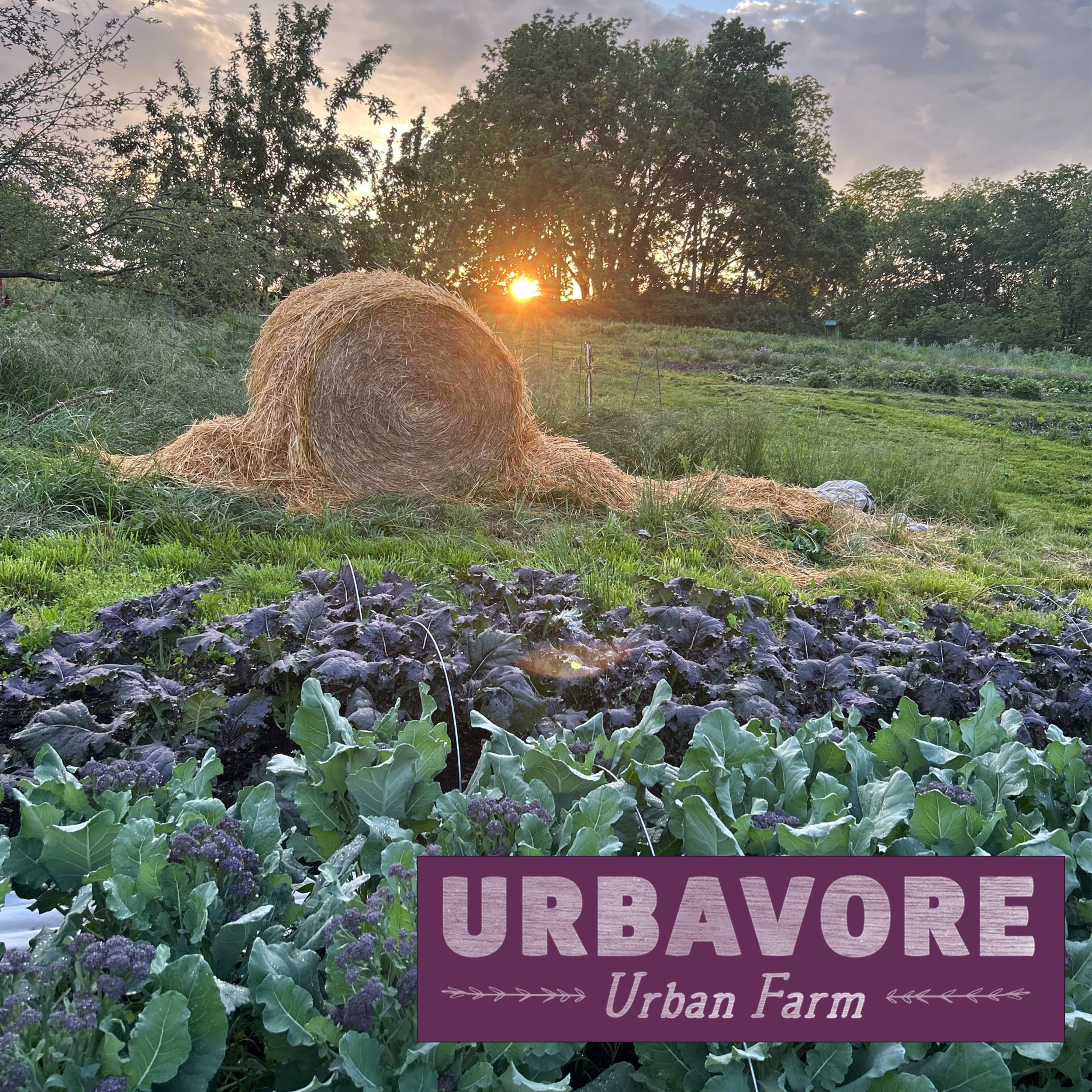 URBAVORE Urban Farm- Cultivating Compost, The Secret Ingredient episode artwork