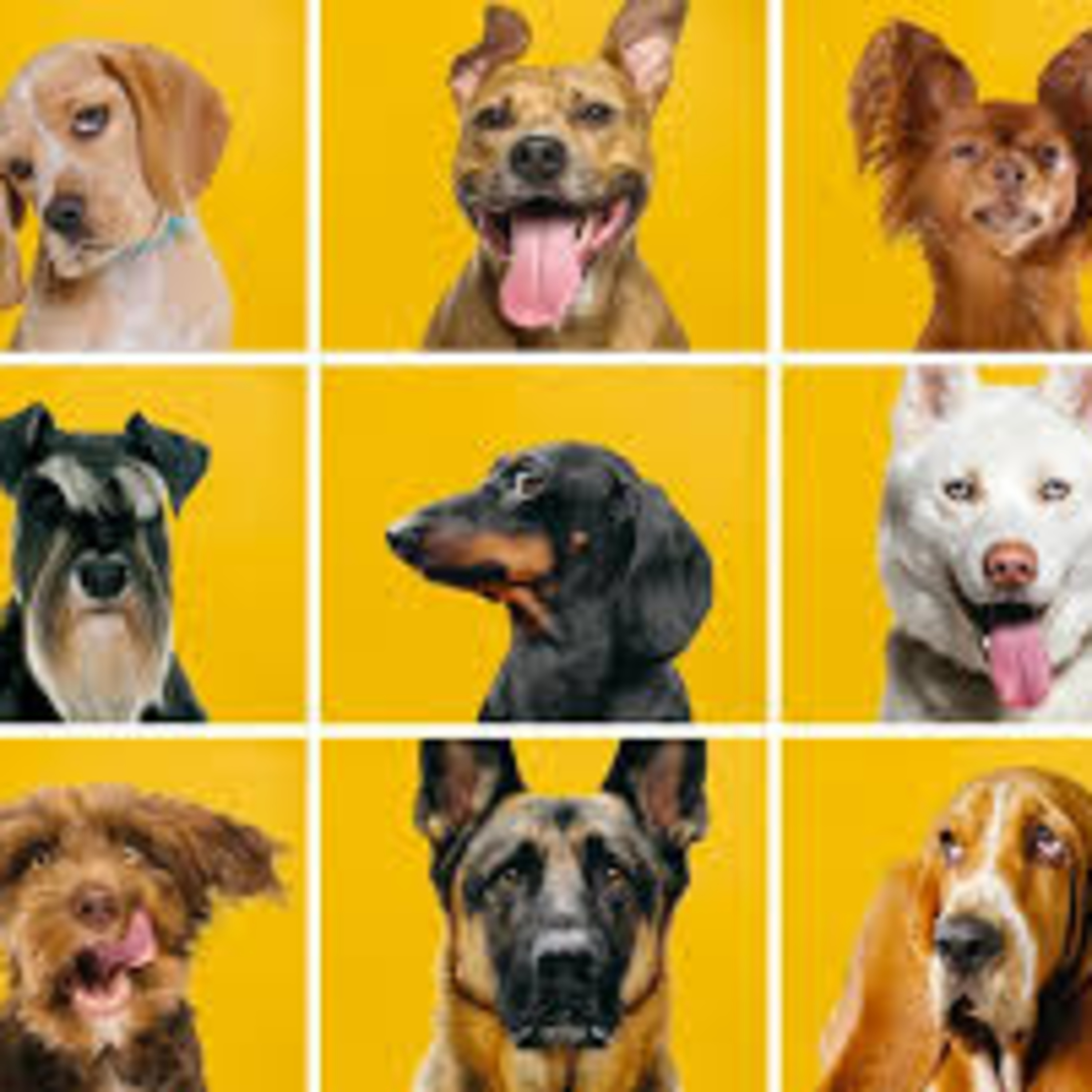 The Canine Inundation: The Math of Exponential Puppies episode artwork