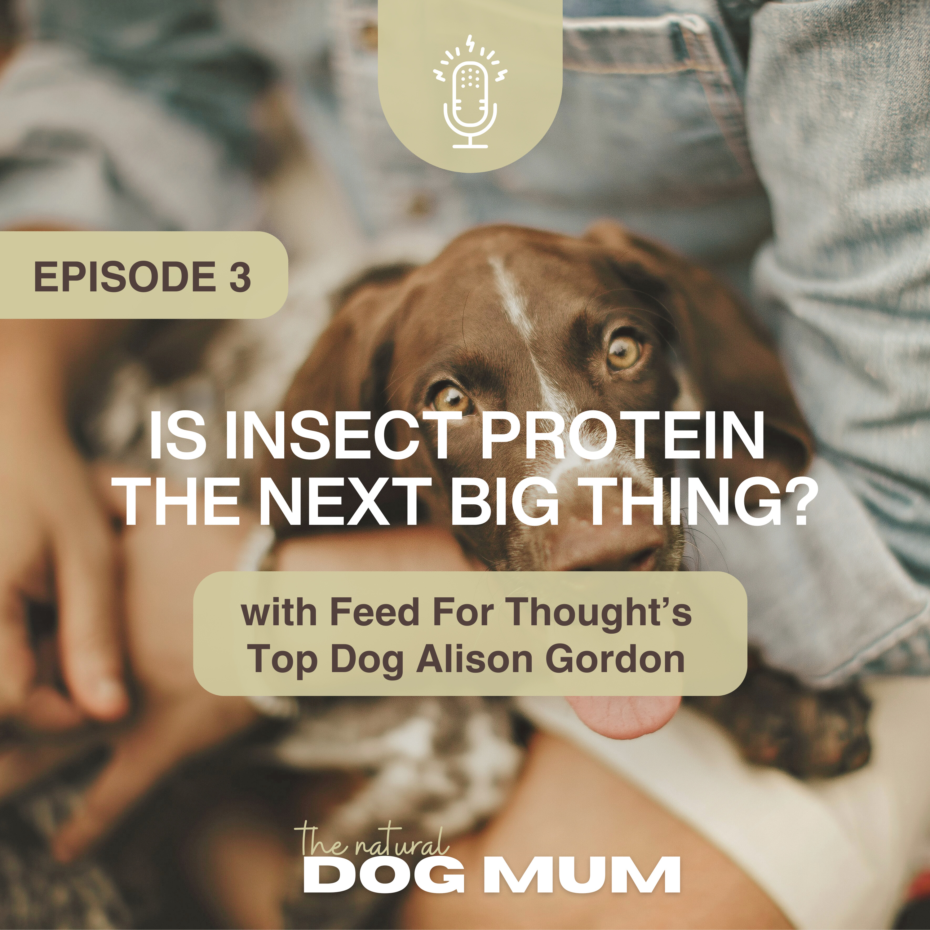 Is Insect Protein the Next Big Thing? with Alison Gordon from Feed For Thought episode artwork