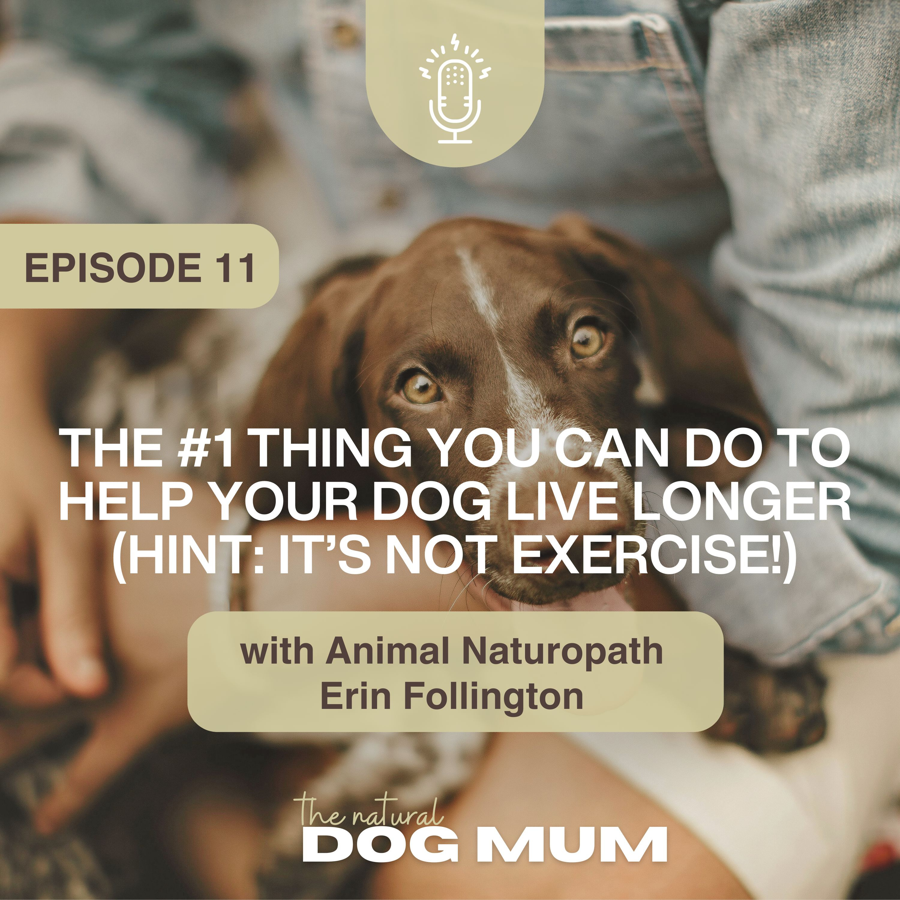 The #1 Thing You Can Do to Help Your Dog Live Longer (Hint: It’s Not Exercise!) with Animal Naturopath Erin Follington episode artwork