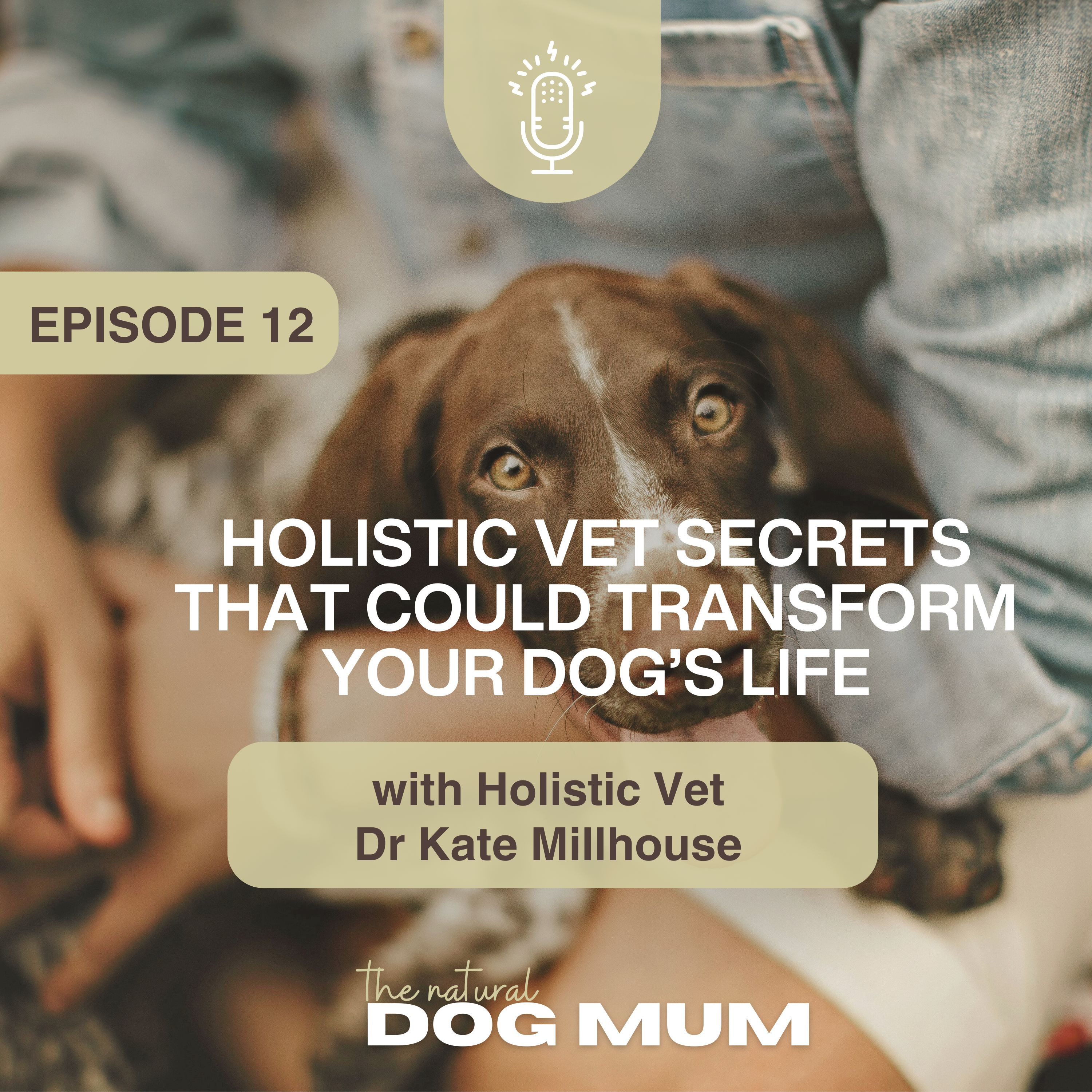 Holistic Vet Secrets That Could Transform Your Dog’s Life with Dr Kate Millhouse episode artwork