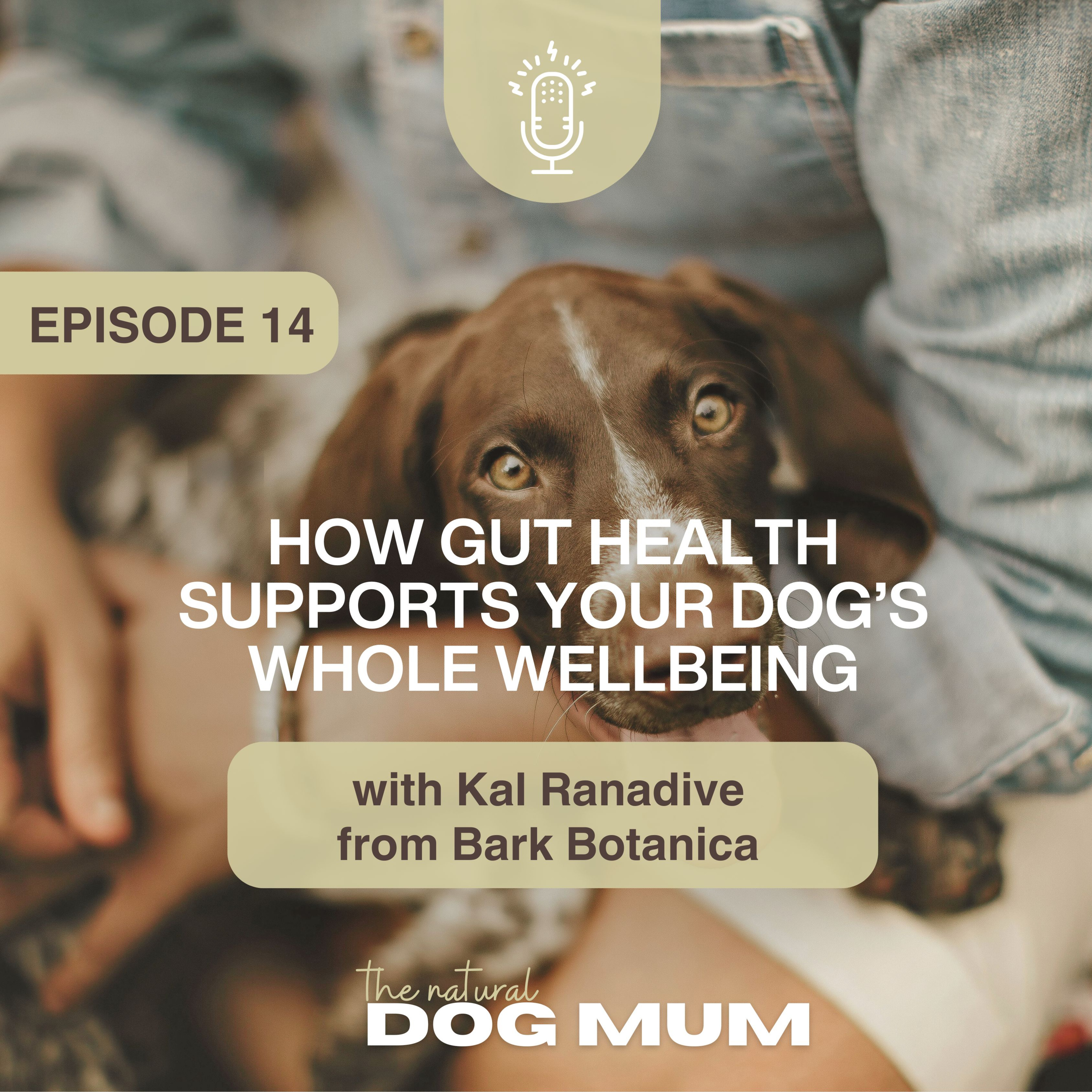 How Gut Health Supports Your Dog’s Whole Wellbeing with Kal Ranadive from Bark Botanica episode artwork