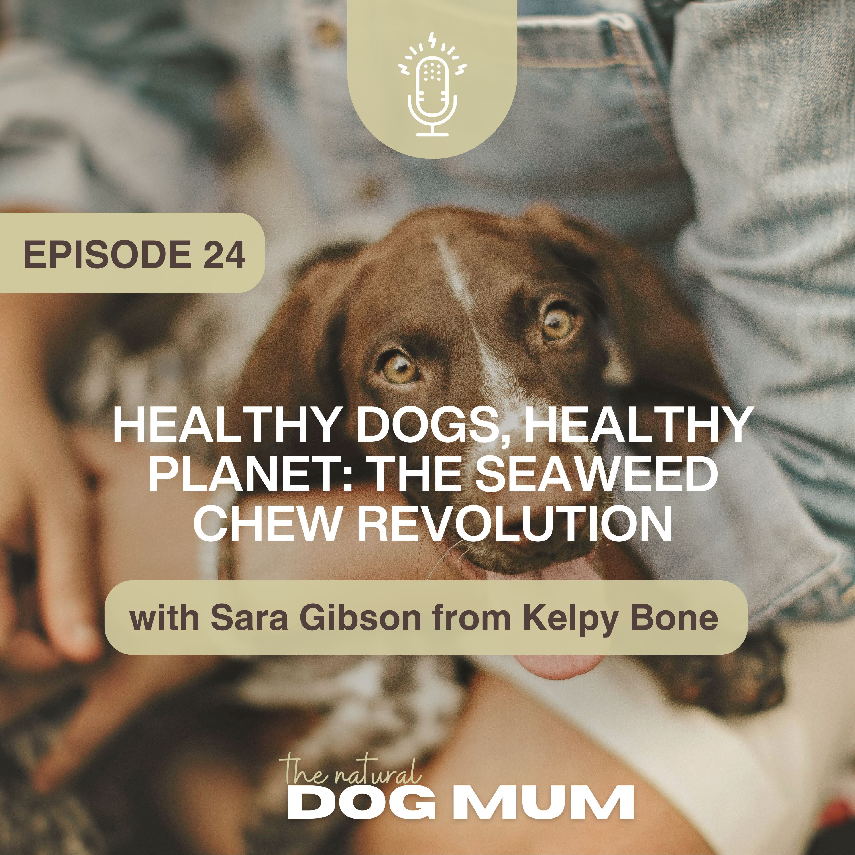 Healthy Dogs, Healthy Planet: The Seaweed Chew Revolution with Sara Gibson from Kelpy Bone episode artwork