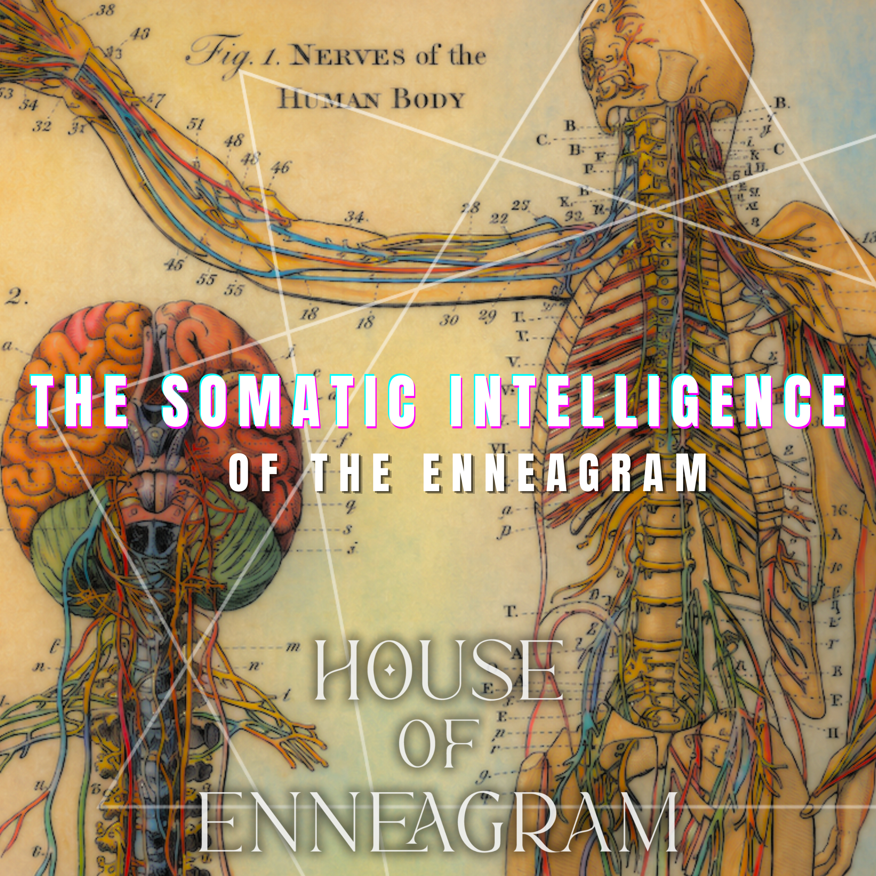 The Somatic Intelligence of the Enneagram episode artwork