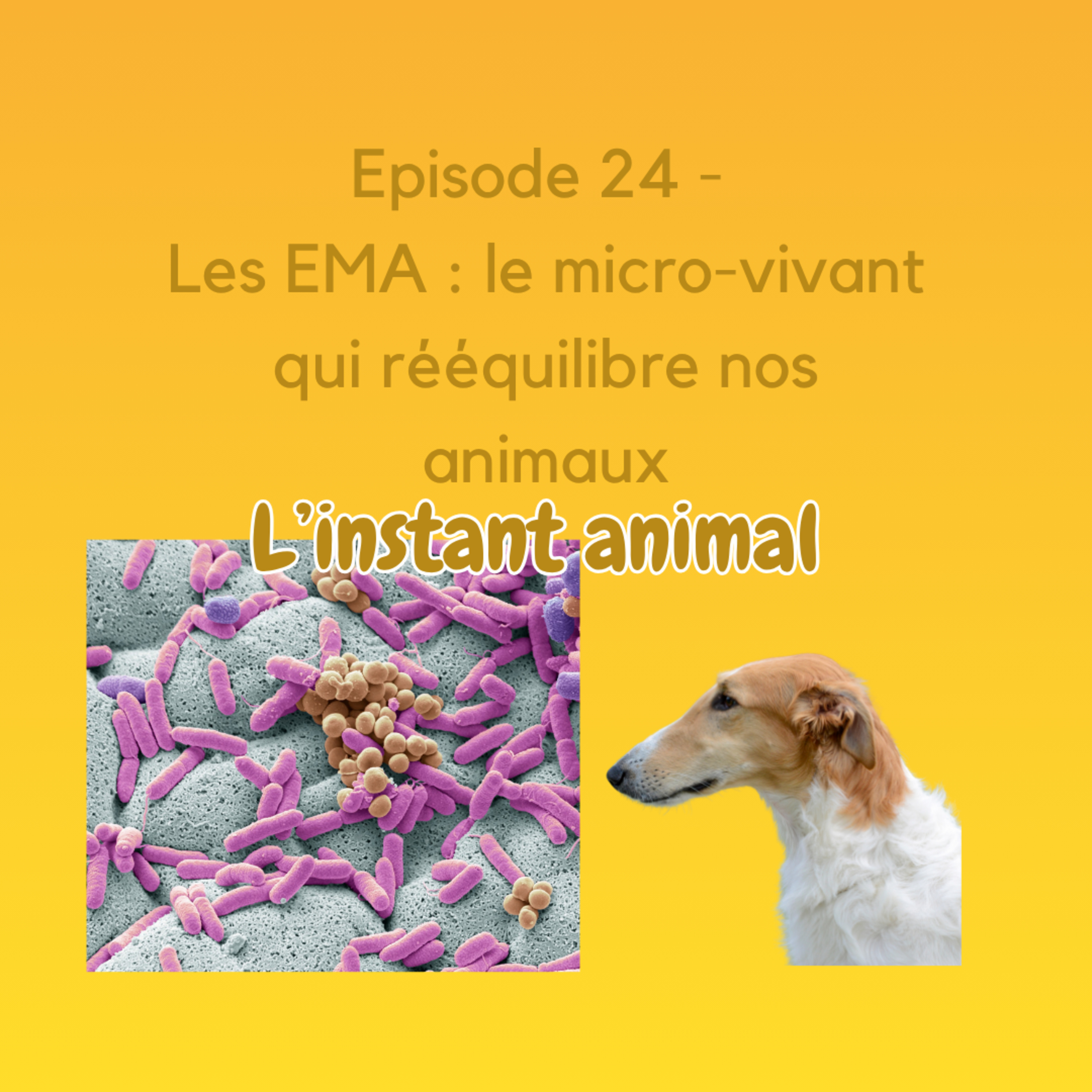 L\'instant animal