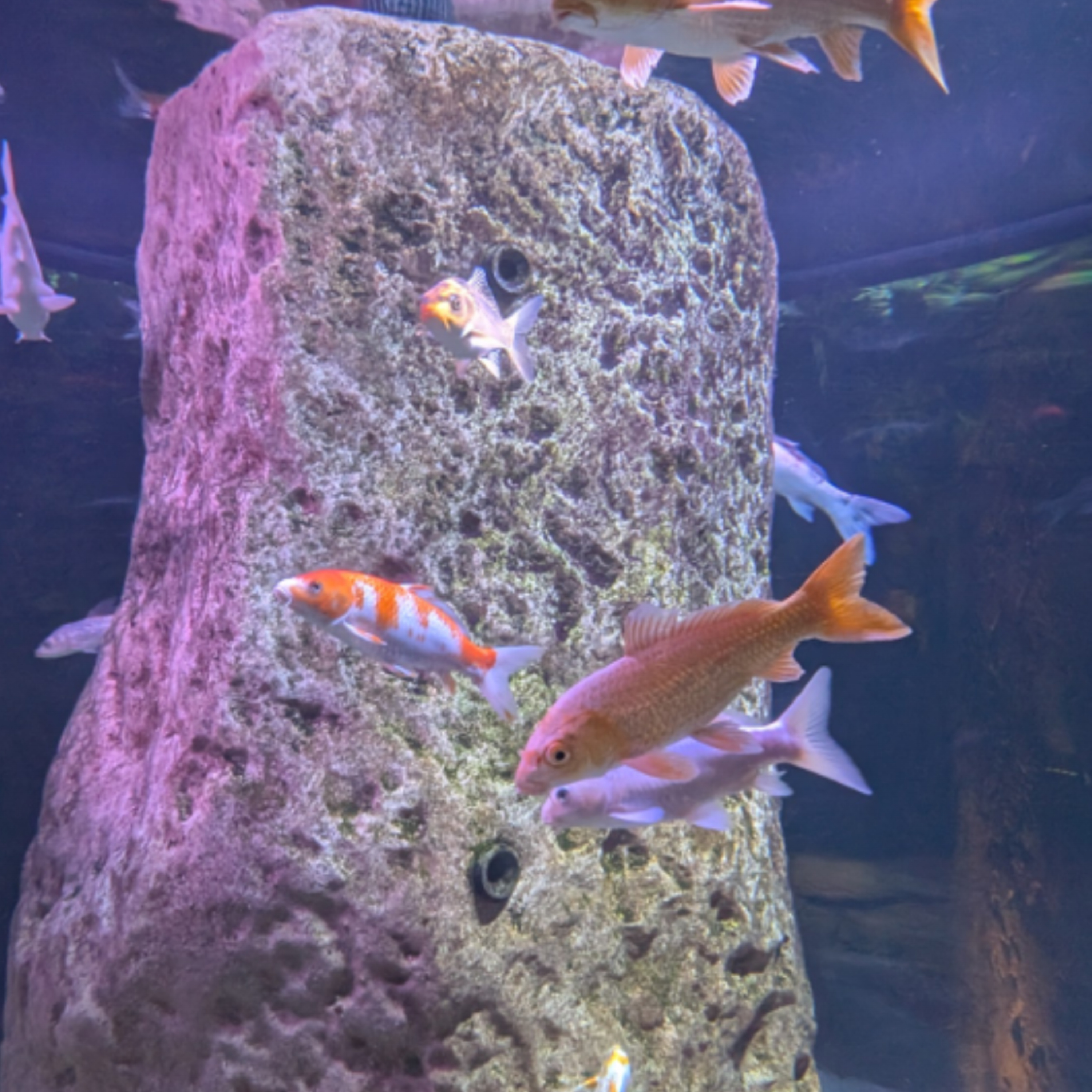 マルタの水族館と大聖堂の感想！水族館の差別化ってムズい！ね！ episode artwork