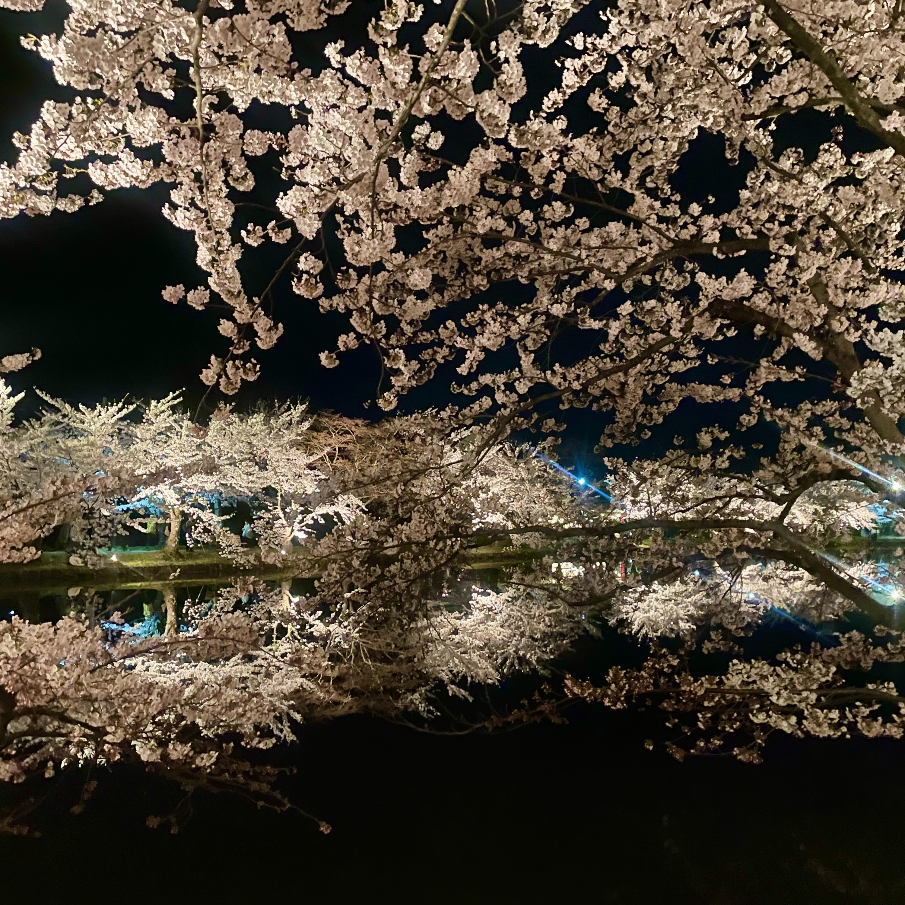 #50 大仏公園さくら祭り/弘前公園さくら祭り/薬かけってなにやるの/弘大の寮 2026年4月25日 #弘前 #雑談 episode artwork