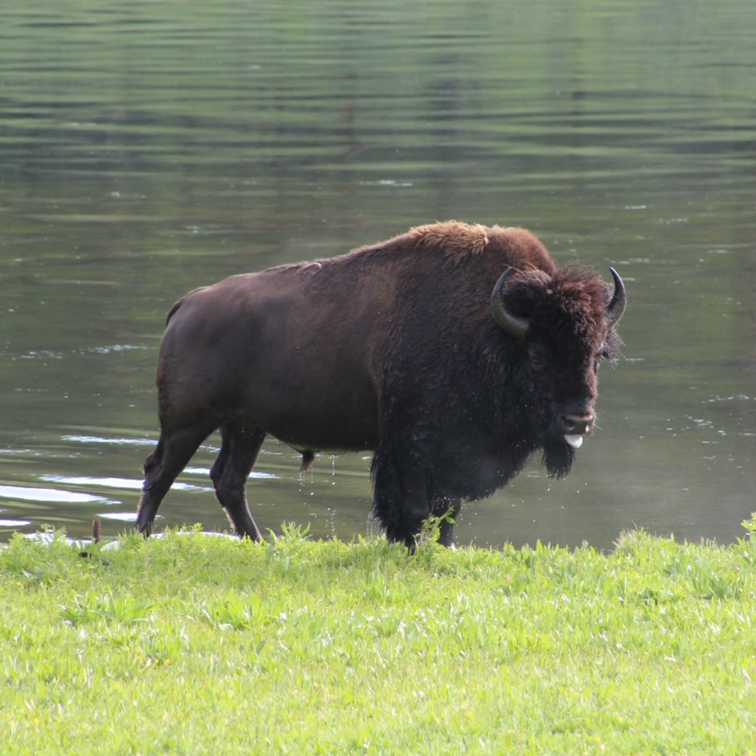 Human & Animal History: Yellowstone National Park  episode artwork