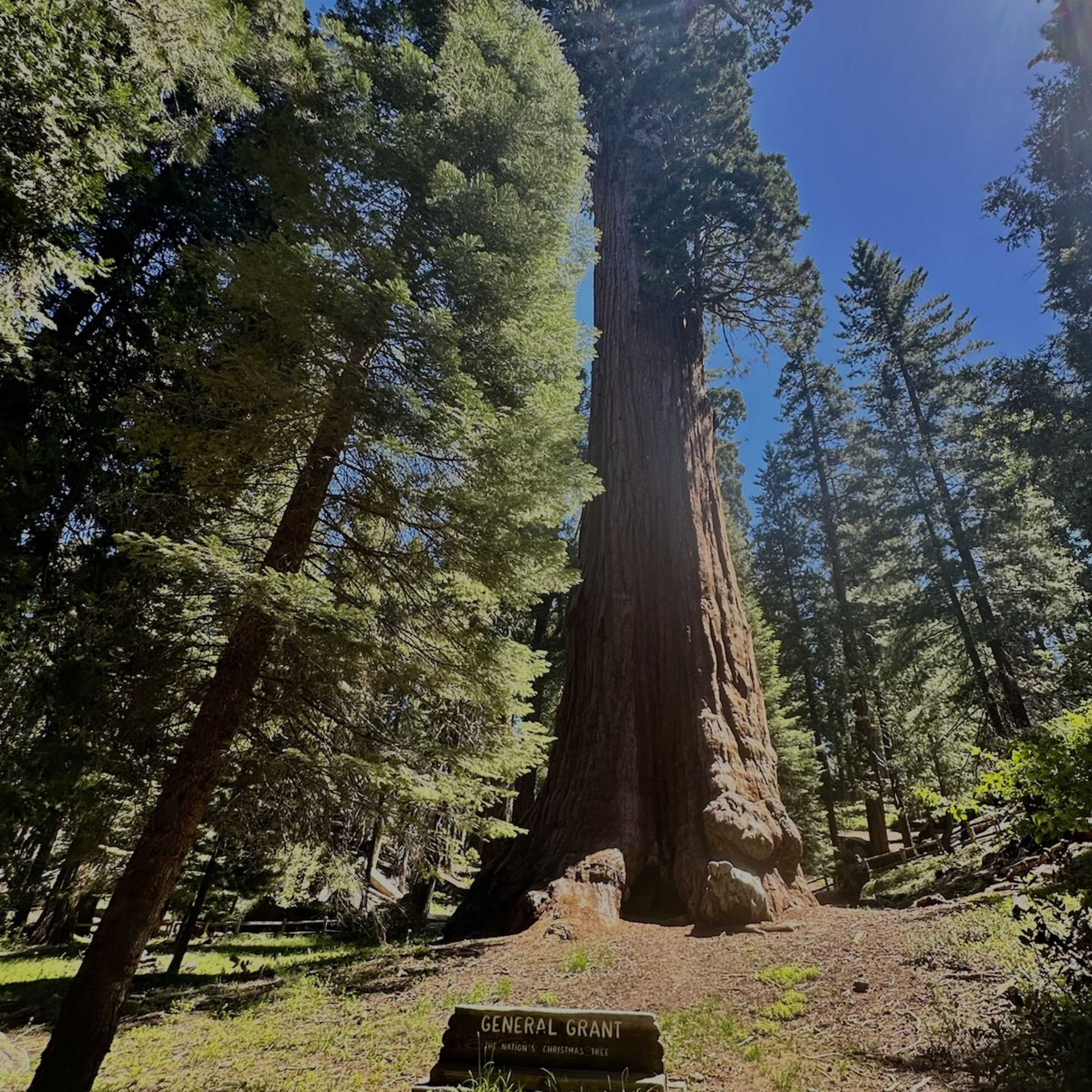 Christmas Tree’s in Our National Parks  episode artwork