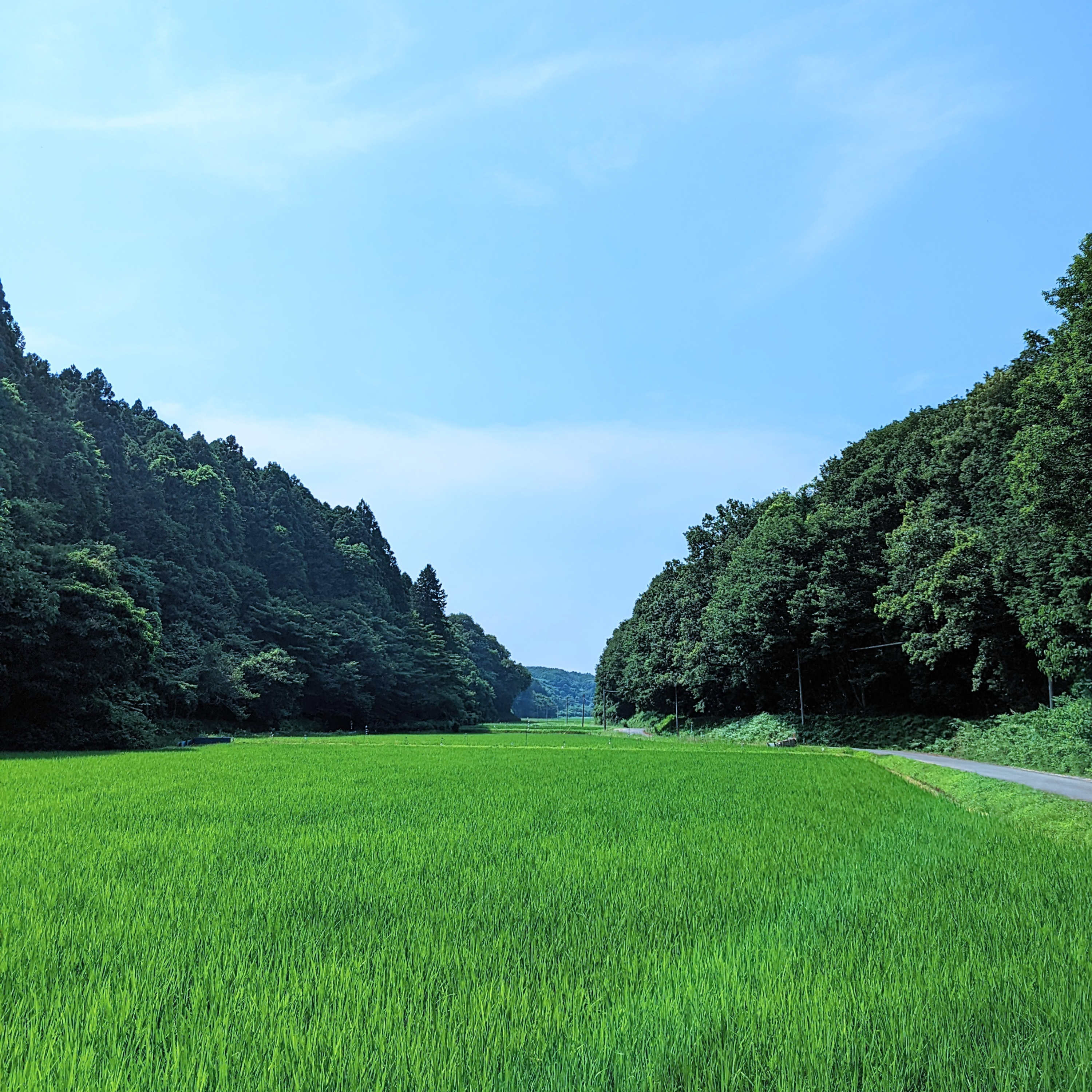 【6-1】え、それって日本だけ？！今年のお盆を噛み締めよう【祭りFM】 episode artwork