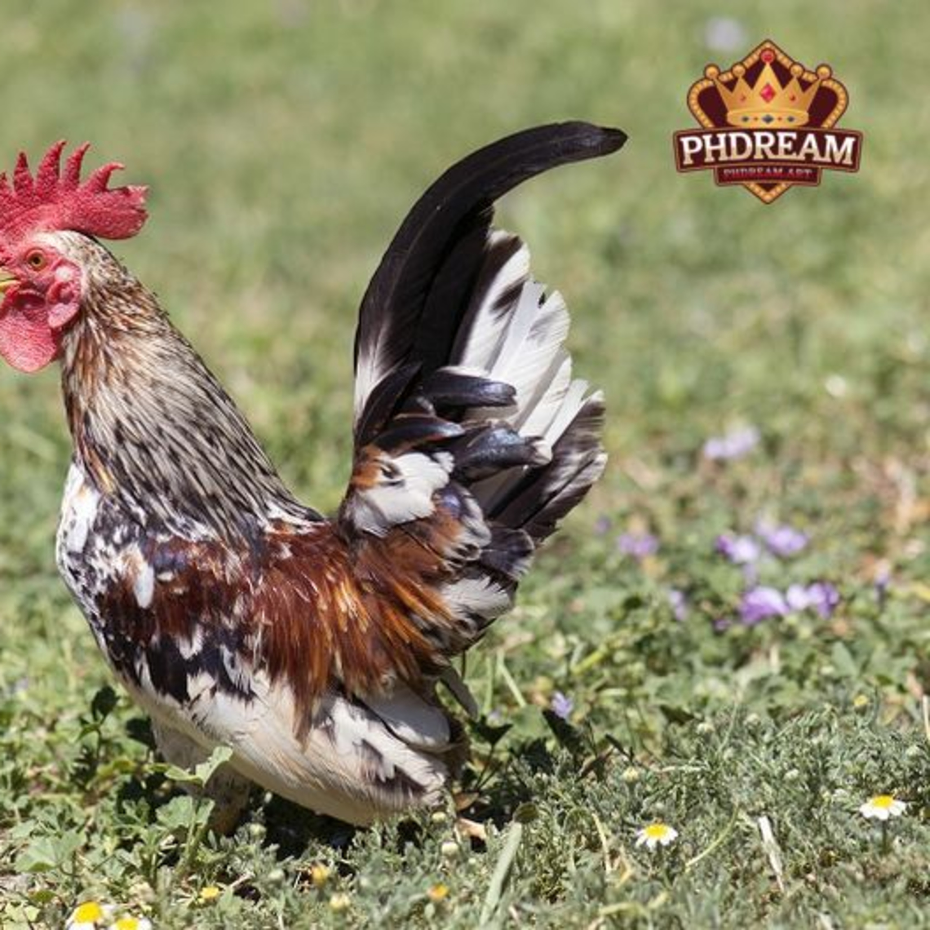 serama chickens
