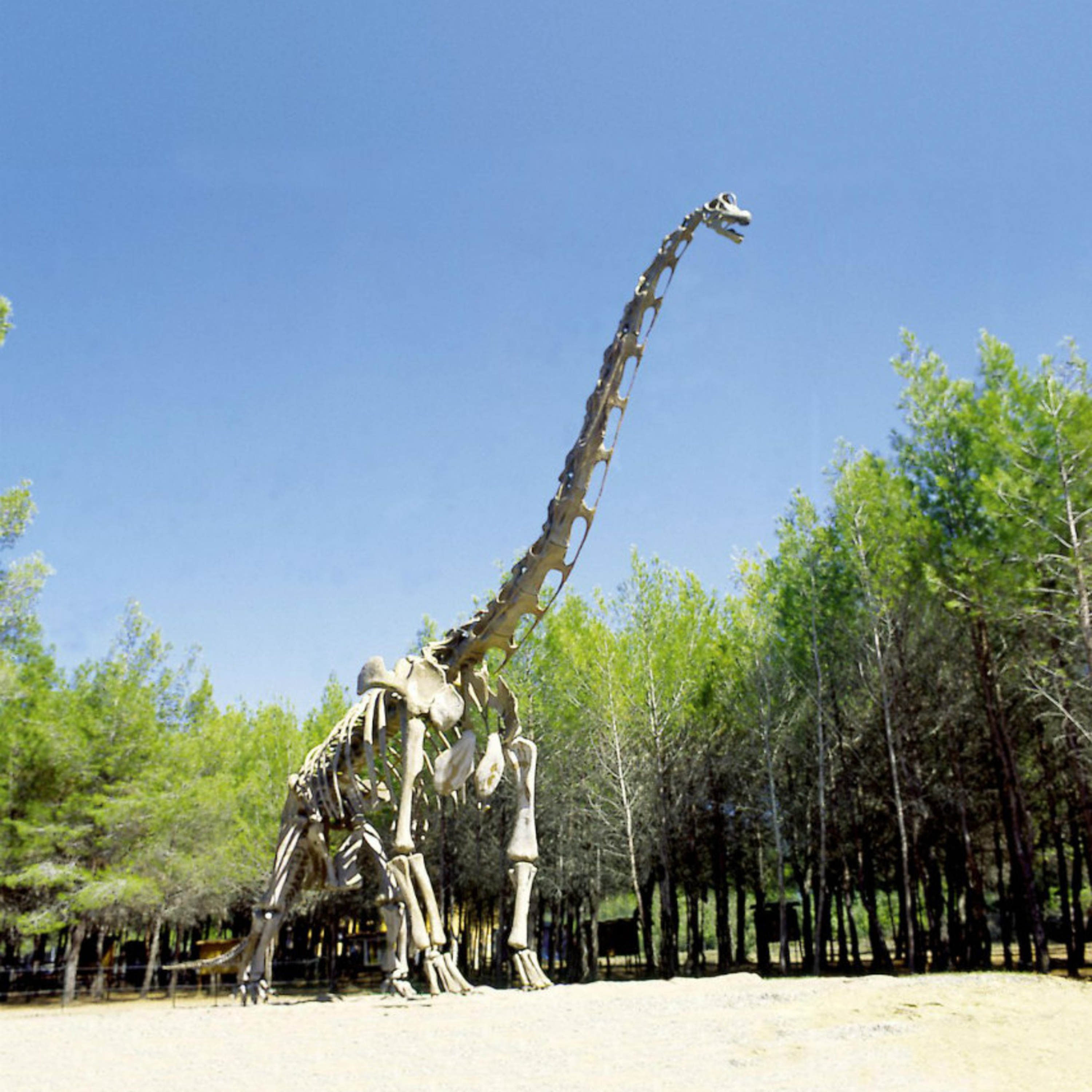 Des œufs de dinosaures fossilisés retrouvés en France ! episode artwork