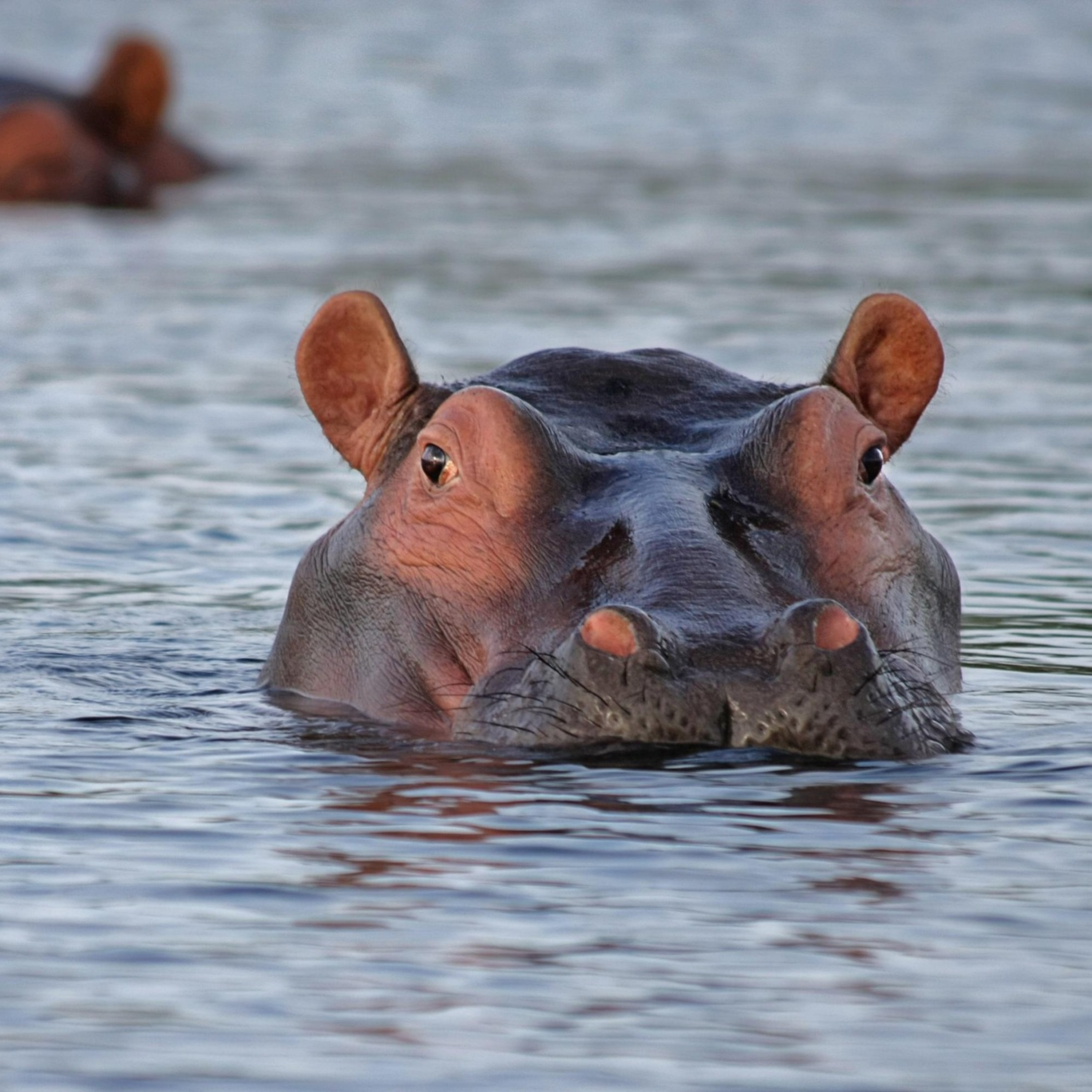Connaissez-vous les hippopotames de Pablo Escobar ? episode artwork