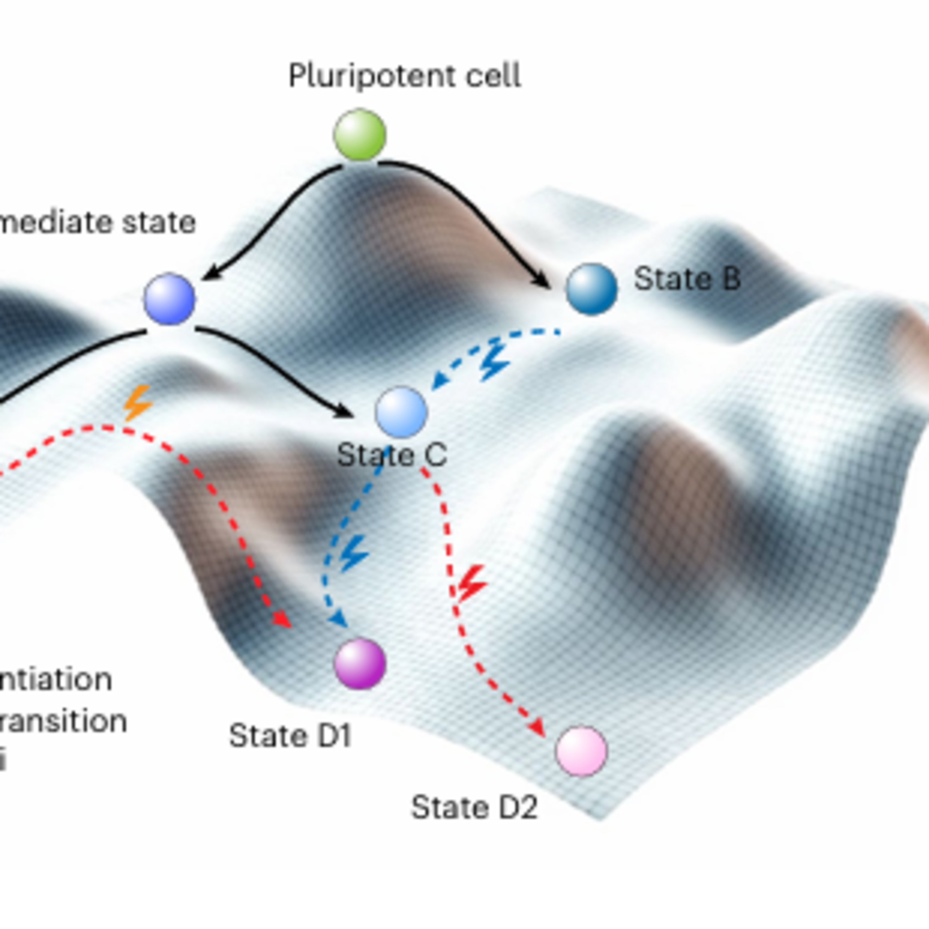 Squidiff: predicting cellular development and responses to perturbations using a diffusion model episode artwork