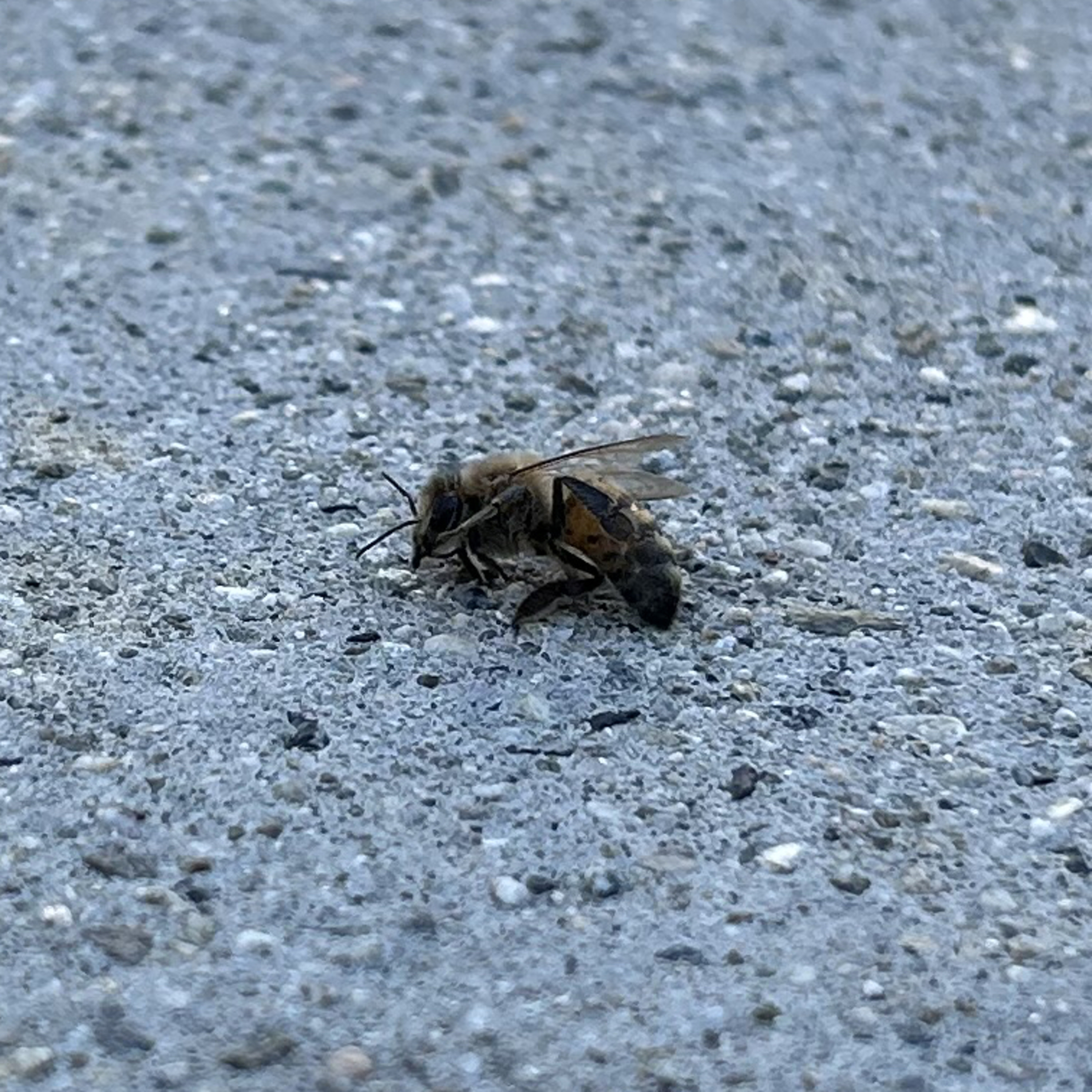 Ep. 10- Dear Dying Bee, (foot pain, professional development, peeing&pooping, bee symbol w/ ChatGPT) episode artwork