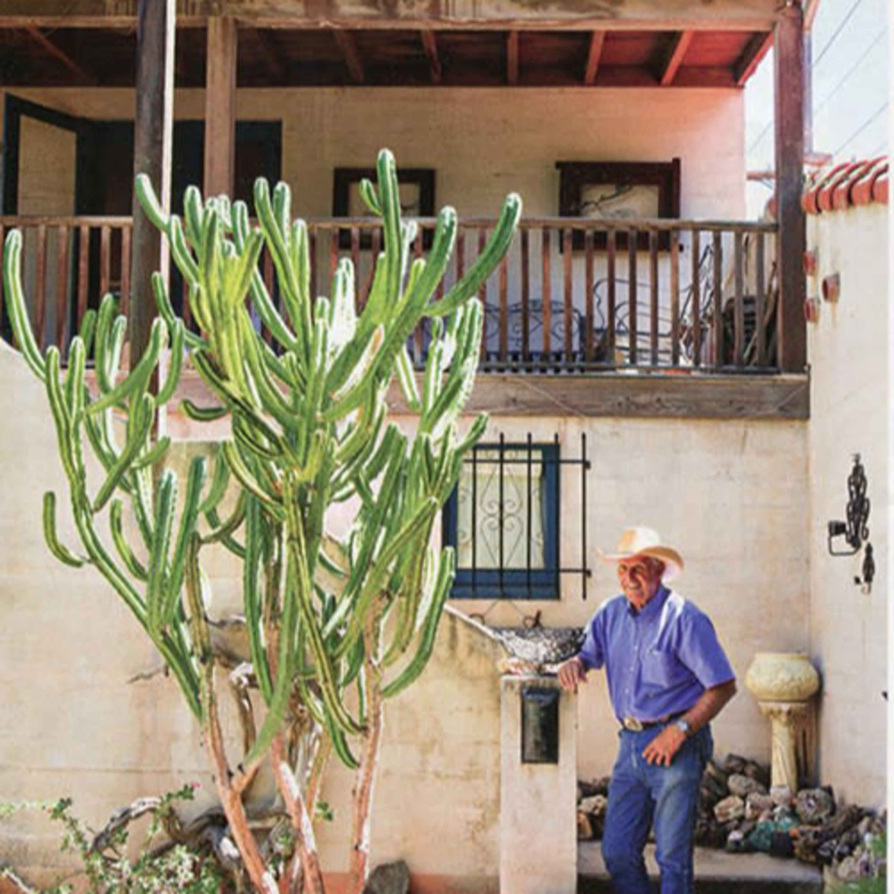Can my sick succulent be saved? Expertise from Moorten Botanical Garden