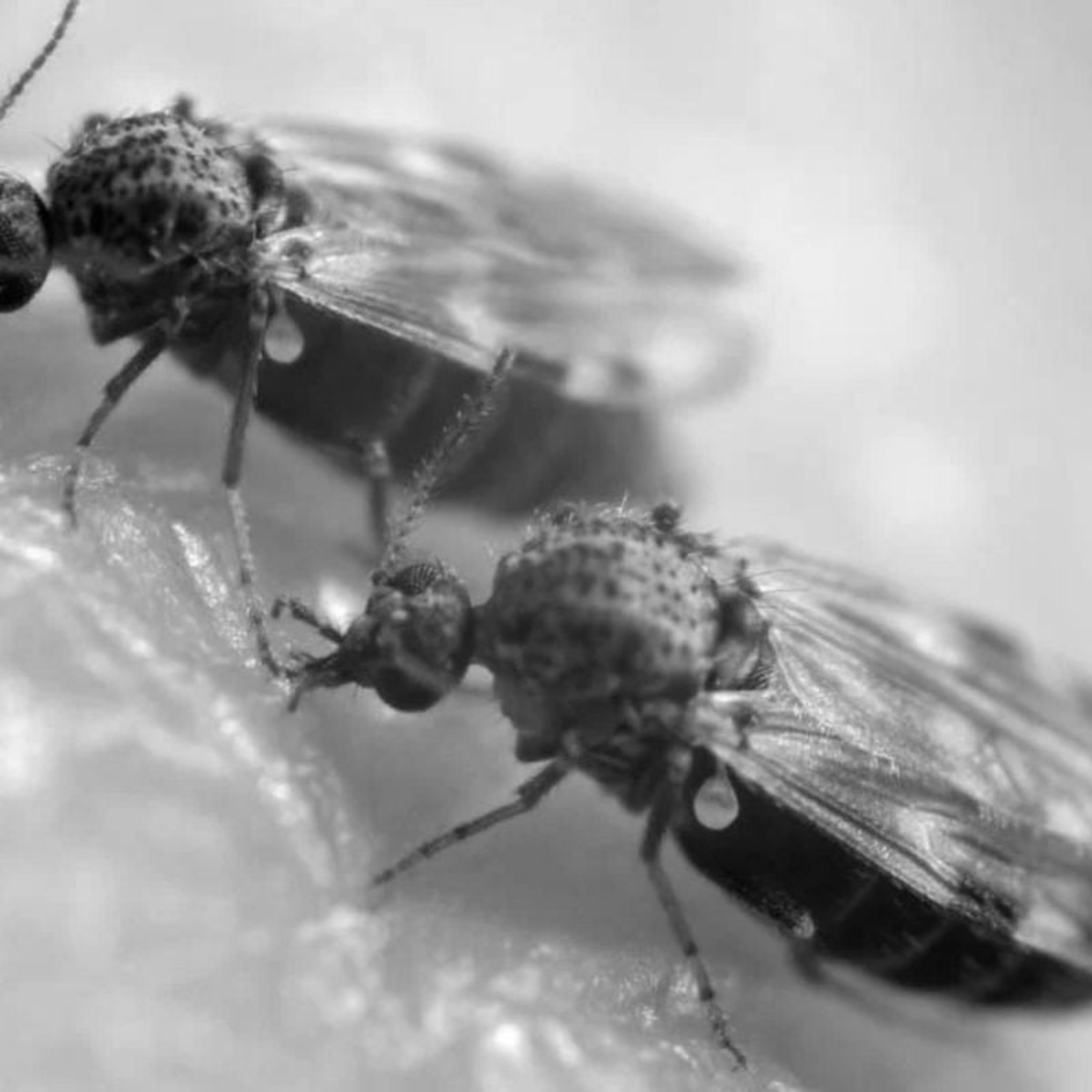 Especialista orienta sobre casos de febre oropouche