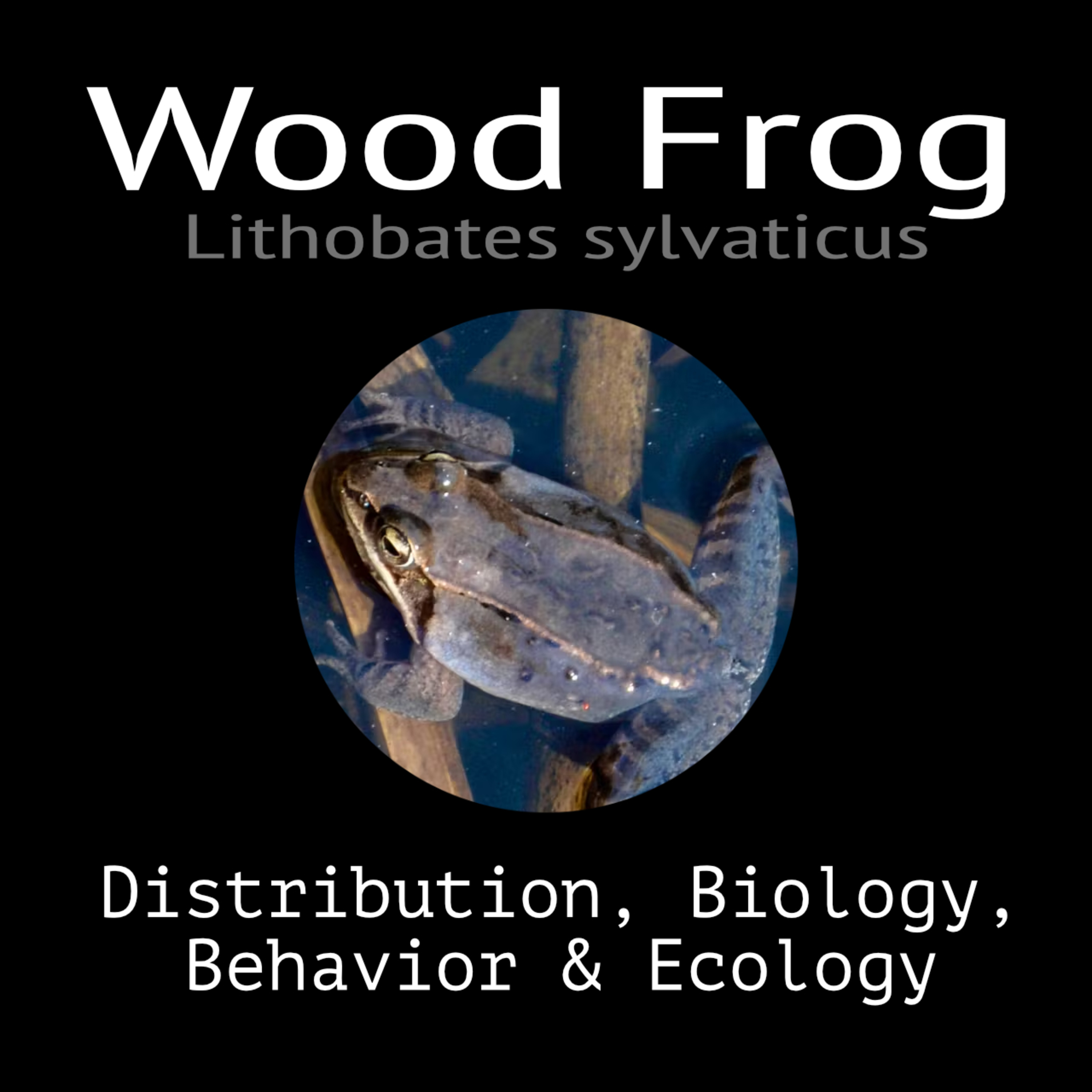 Wood Frog - Biology, Behavior and Ecology episode artwork