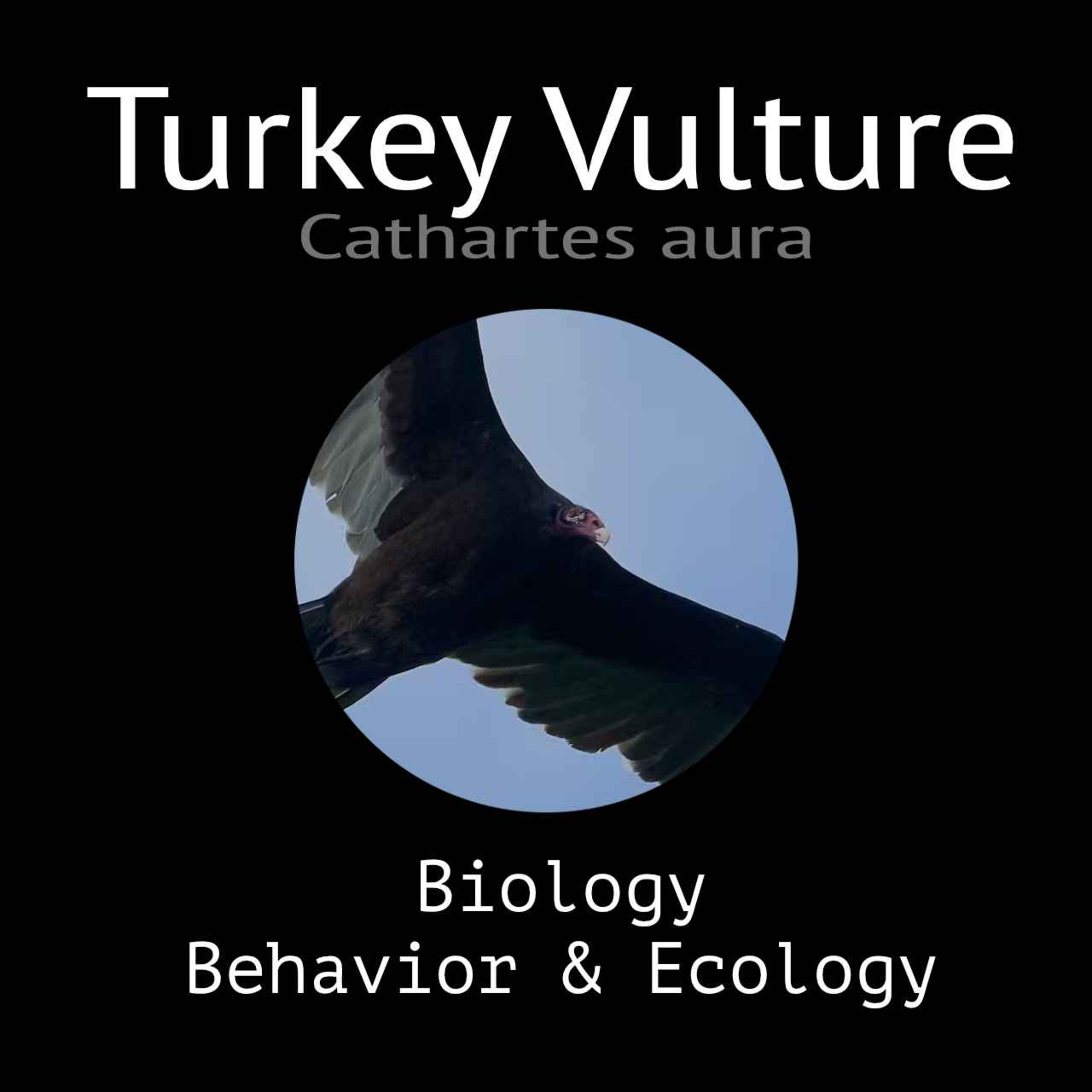 Turkey Vulture - Biology, Behavior and Ecology episode artwork
