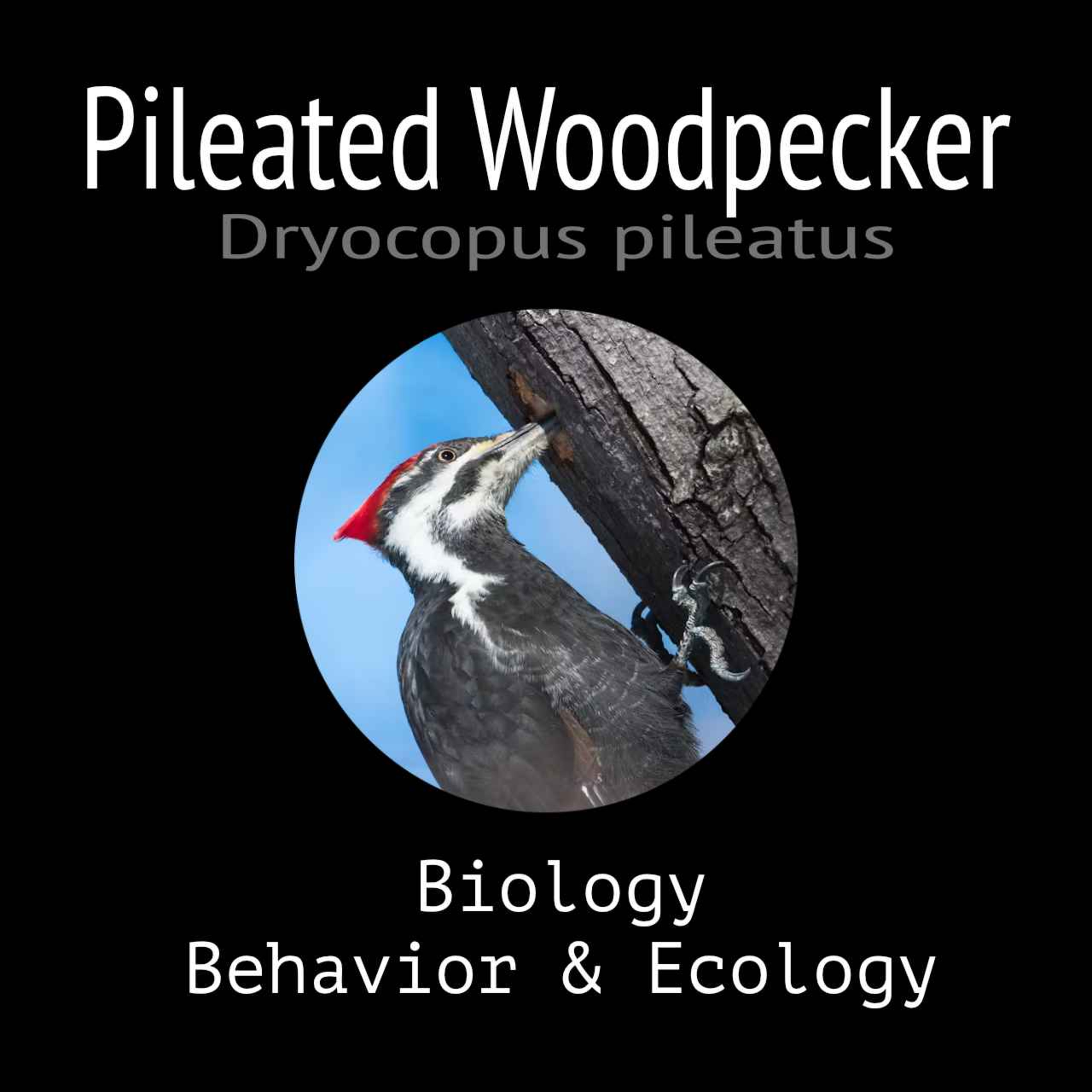 Pileated Woodpecker - Biology, Behavior and Ecology episode artwork