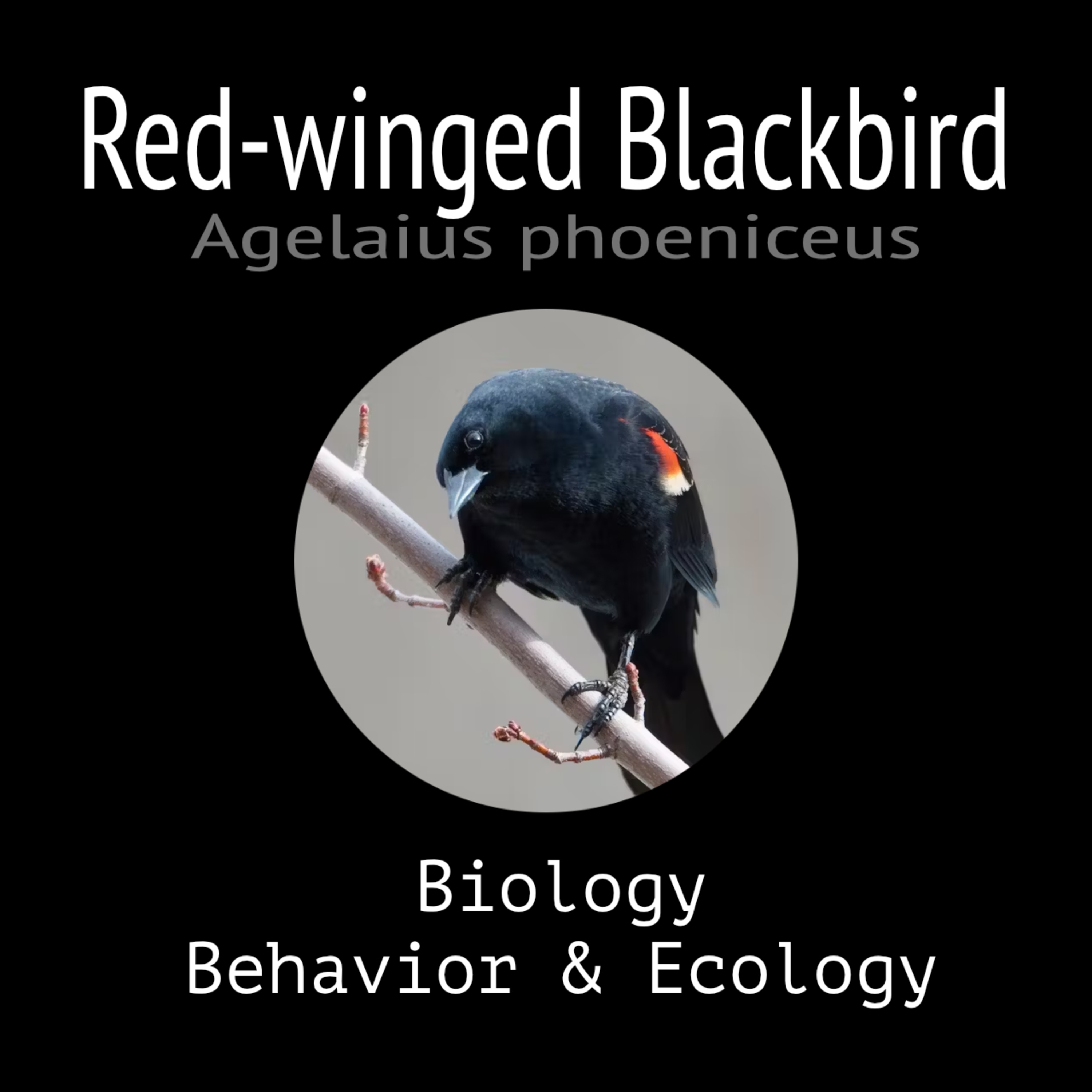 Red-winged Blackbird - Biology, Behavior and Ecology episode artwork