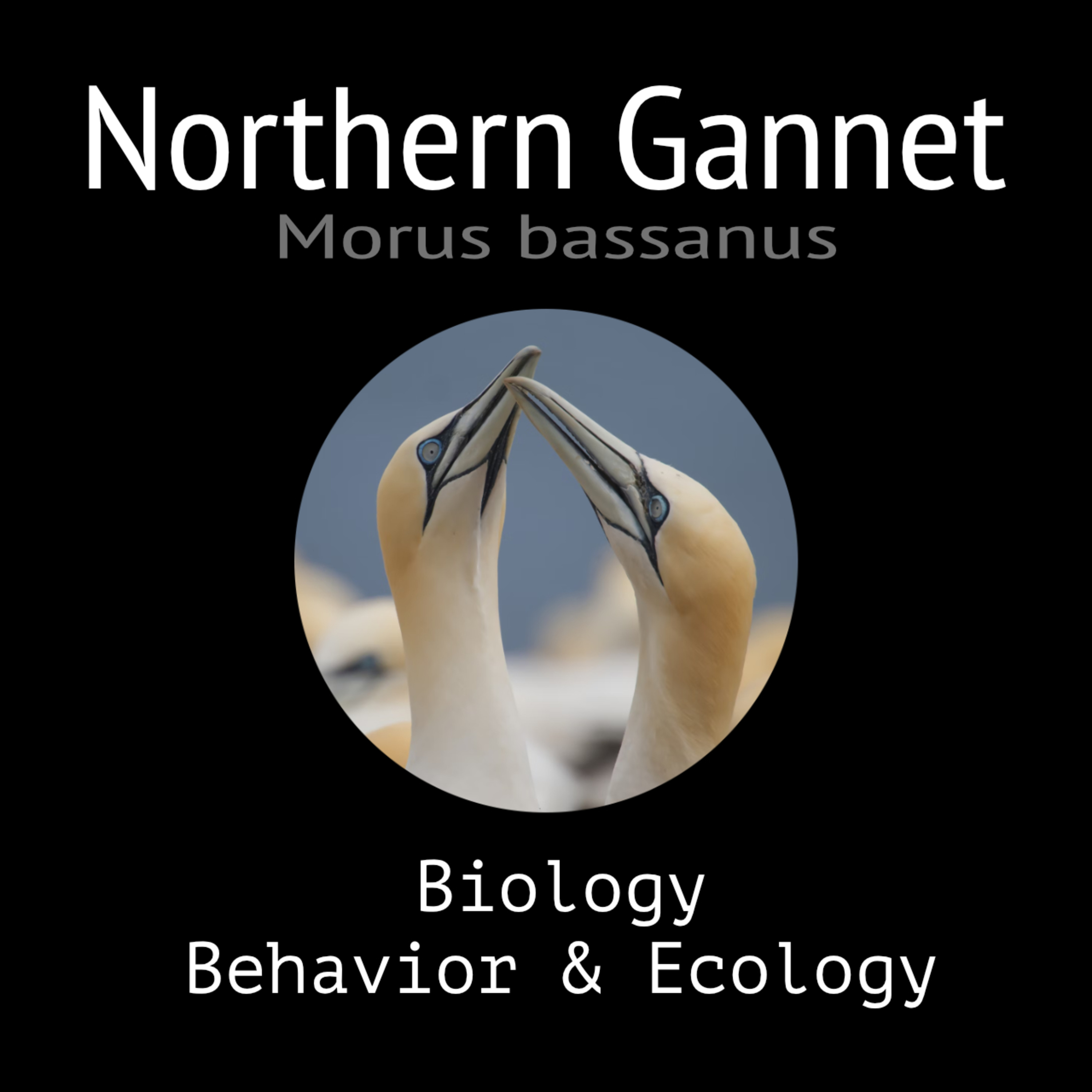 Northern Gannet - Biology, Behavior and Ecology episode artwork