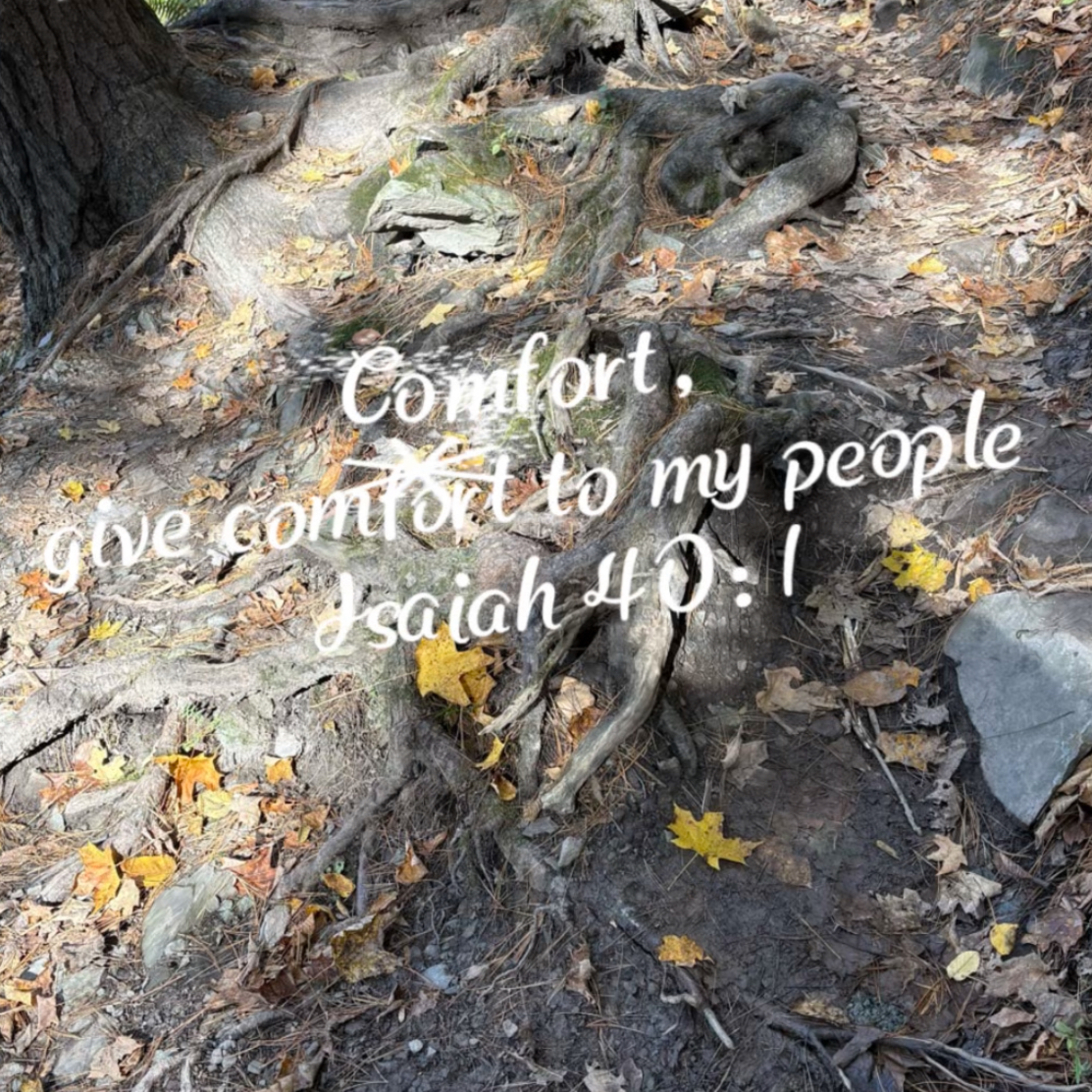 Comfort in the Wilderness Comfort in the Wilderness